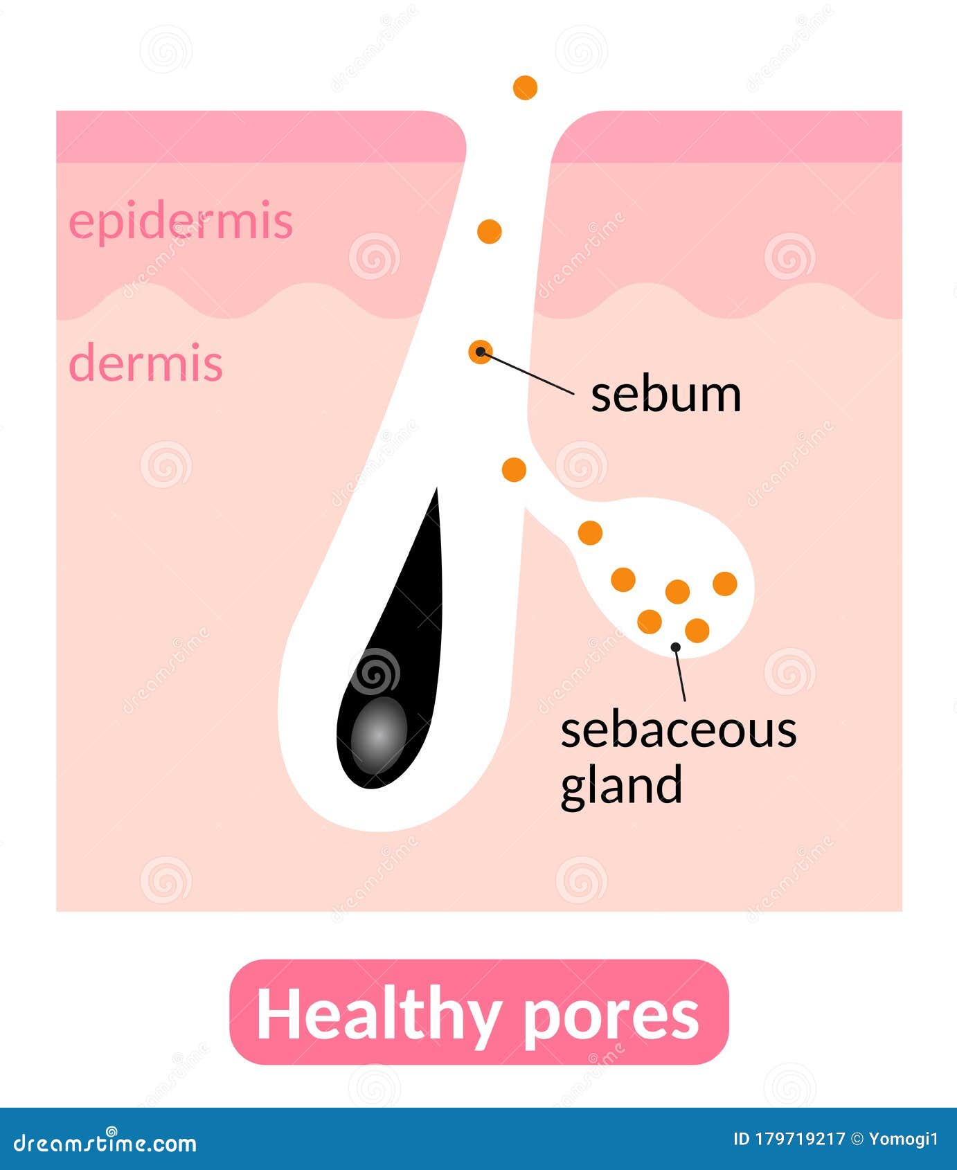 healthy pores and sebum. sebaceous glands produce right amount of sebum,which keeps the skin great condition. skin care concept