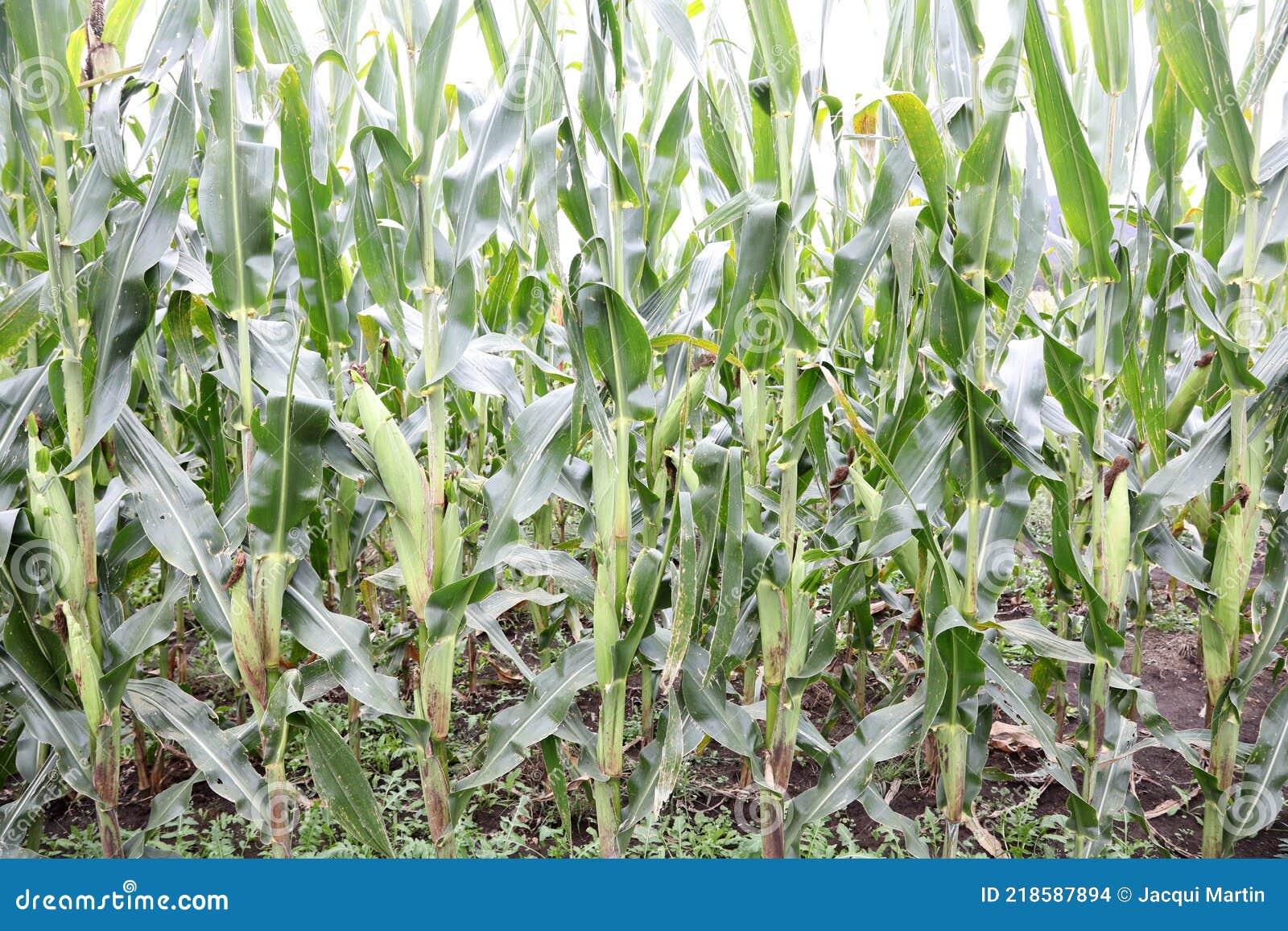 Healthy rows of fresh corn stock photo. Image of healthy 218587894