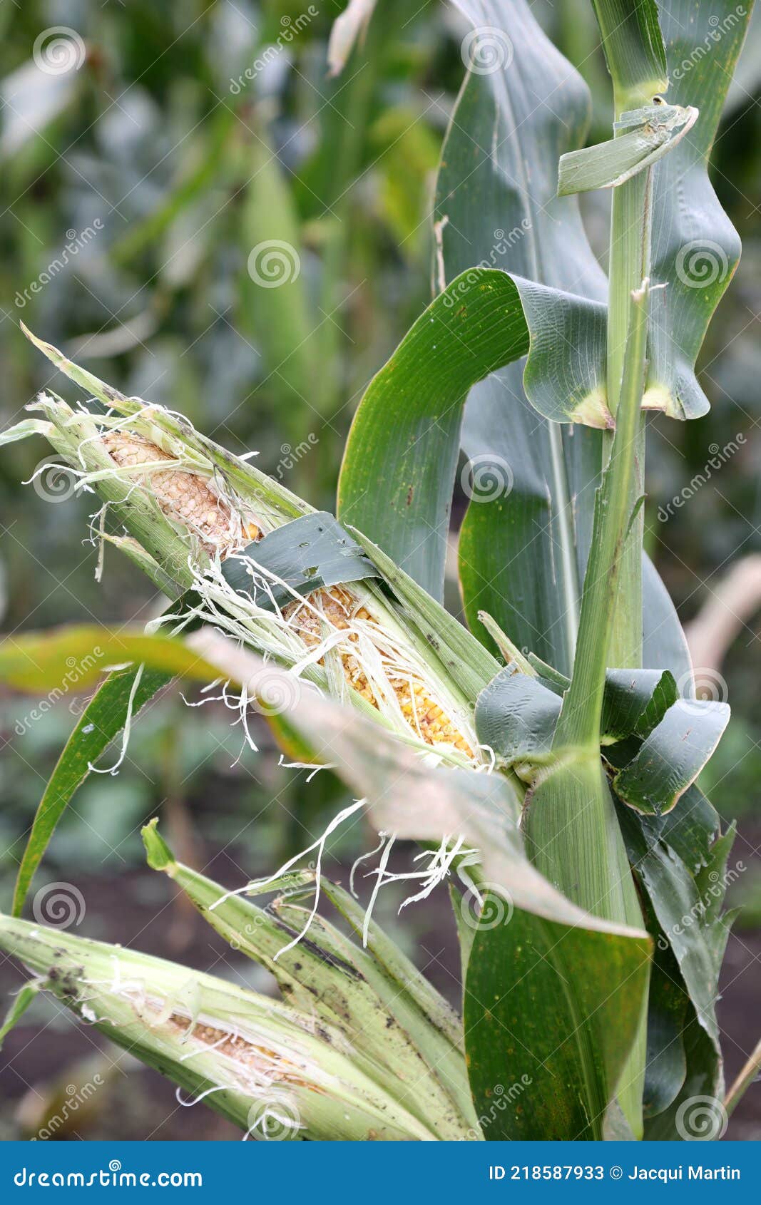 Healthy rows of fresh corn stock image. Image of growth 218587933
