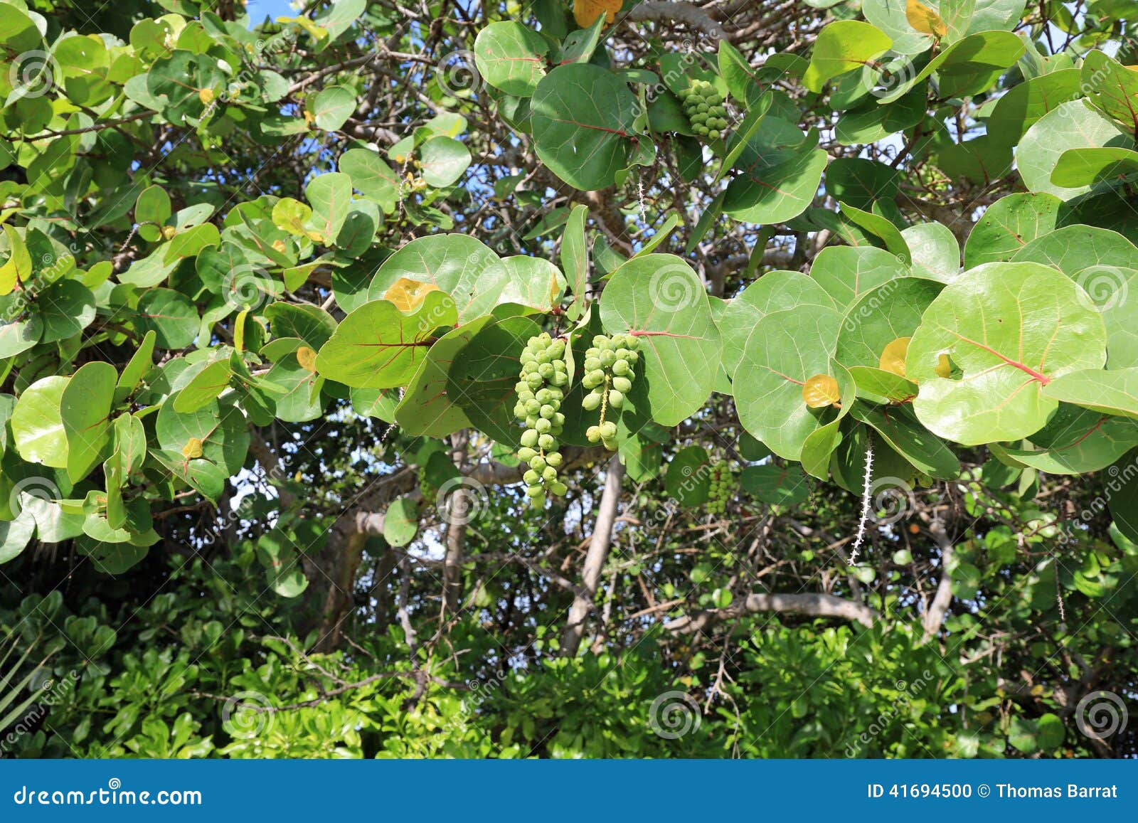 731 Sea Grape Tree Photos Free Royalty Free Stock Photos From Dreamstime 731 Sea Grape Tree Photos Free Royalty Free Stock Photos From Dreamstime