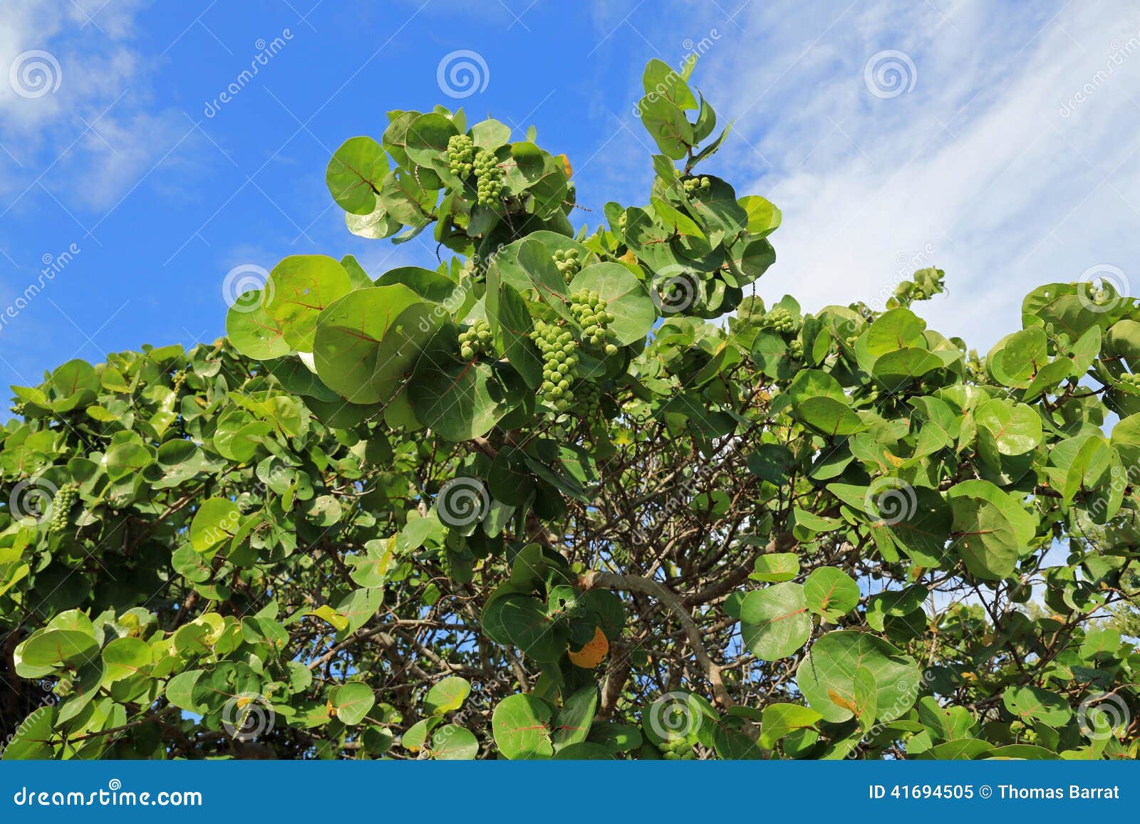 731 Sea Grape Tree Photos Free Royalty Free Stock Photos From Dreamstime 731 Sea Grape Tree Photos Free Royalty Free Stock Photos From Dreamstime