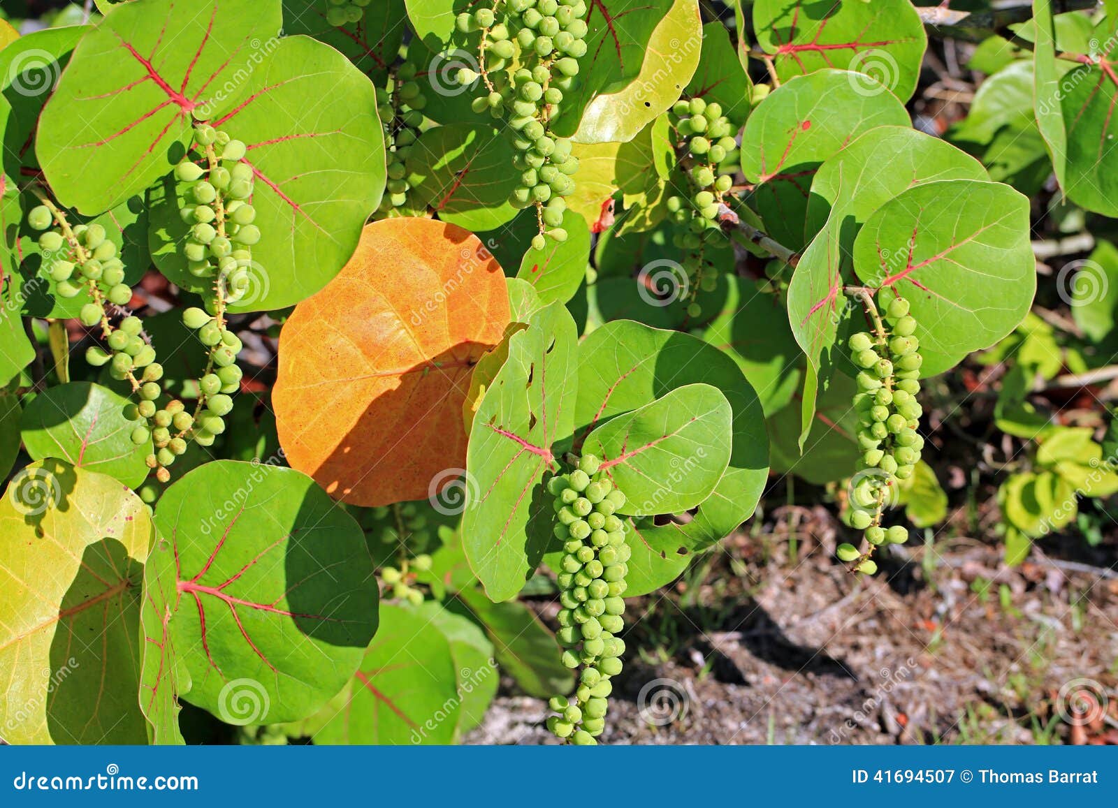 731 Sea Grape Tree Photos Free Royalty Free Stock Photos From Dreamstime 731 Sea Grape Tree Photos Free Royalty Free Stock Photos From Dreamstime