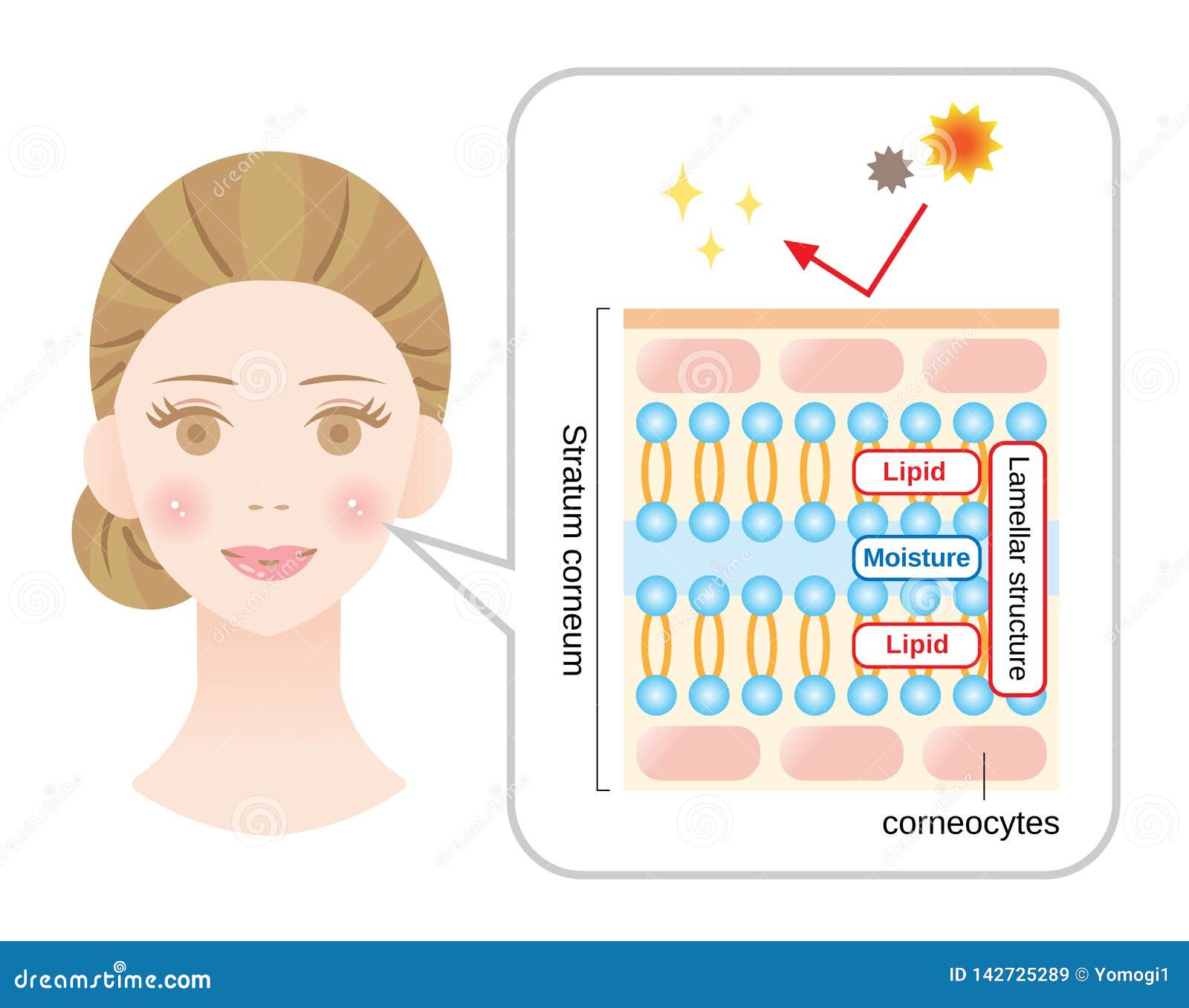 healthy skin diagram with woman face. structure of stratum corneum and lamellar structure, which play the protective role for skin