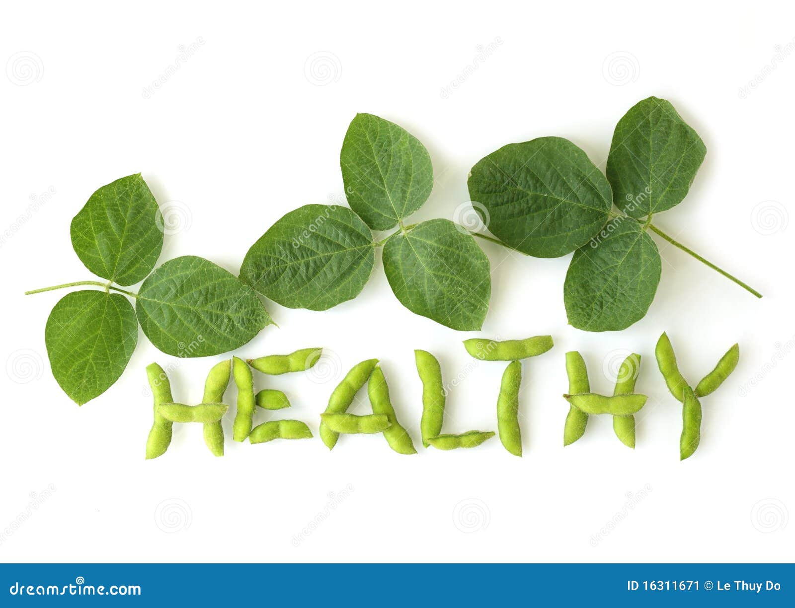 Healthy Soybeans stock image. Image of ethnic, leaf, green 16311671
