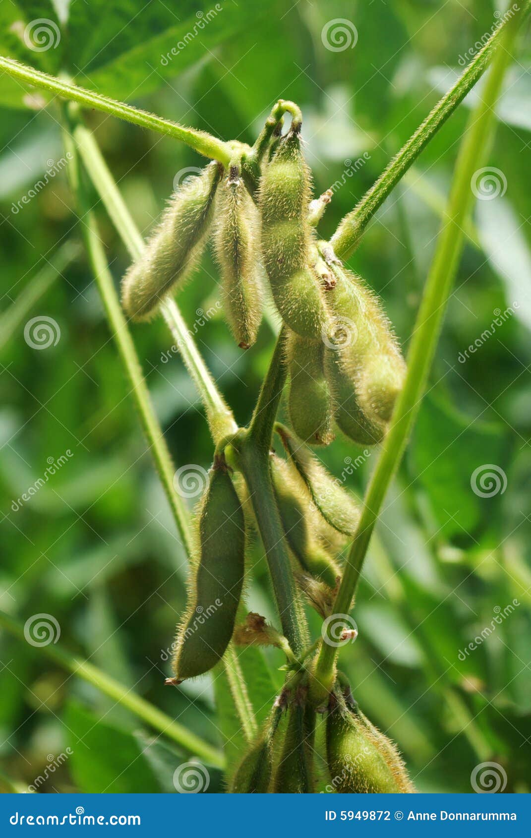 Healthy Soybeans on Green Background Stock Photo Image of fields