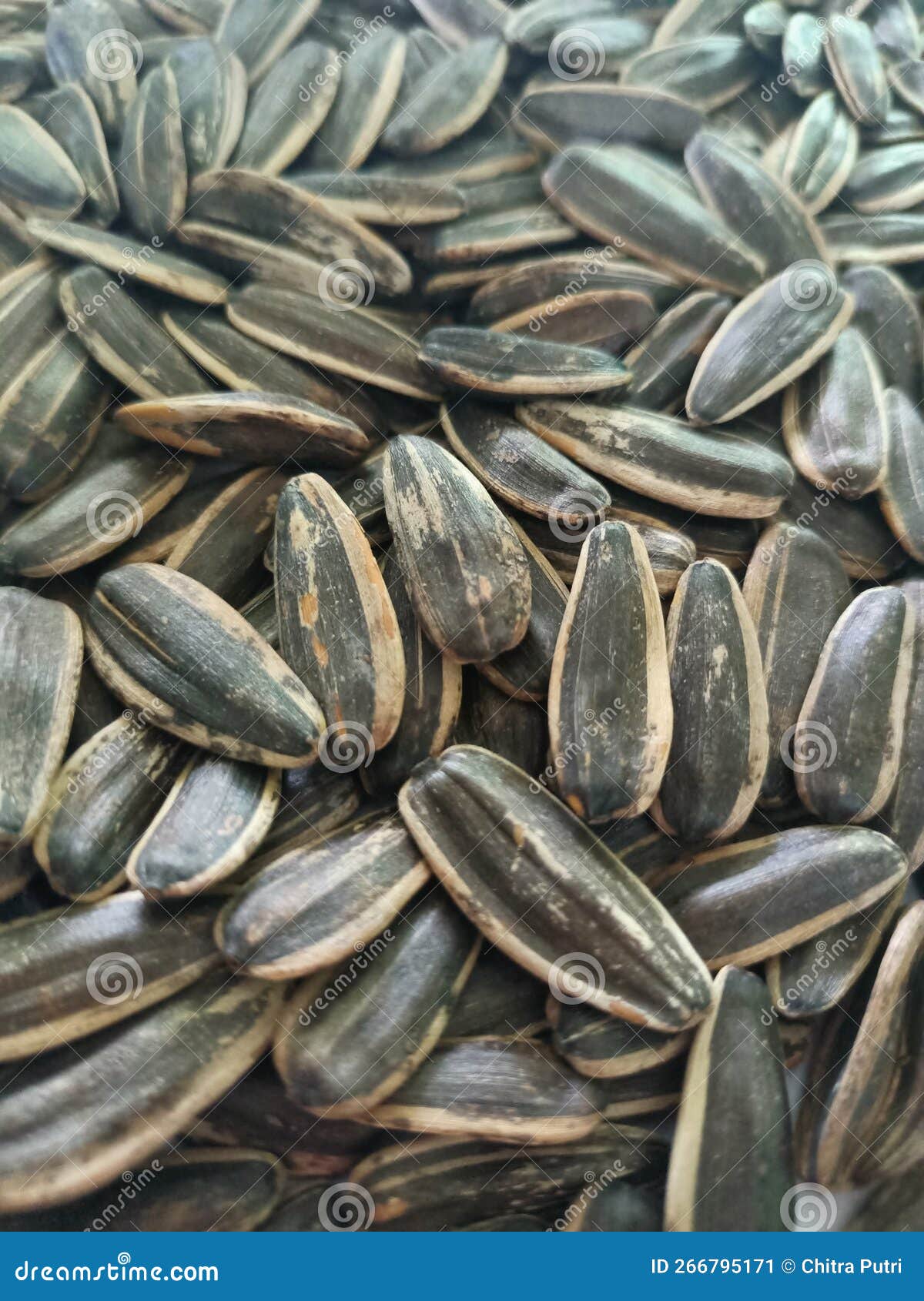 Healthy sunflower seed stock image. Image of background 266795171