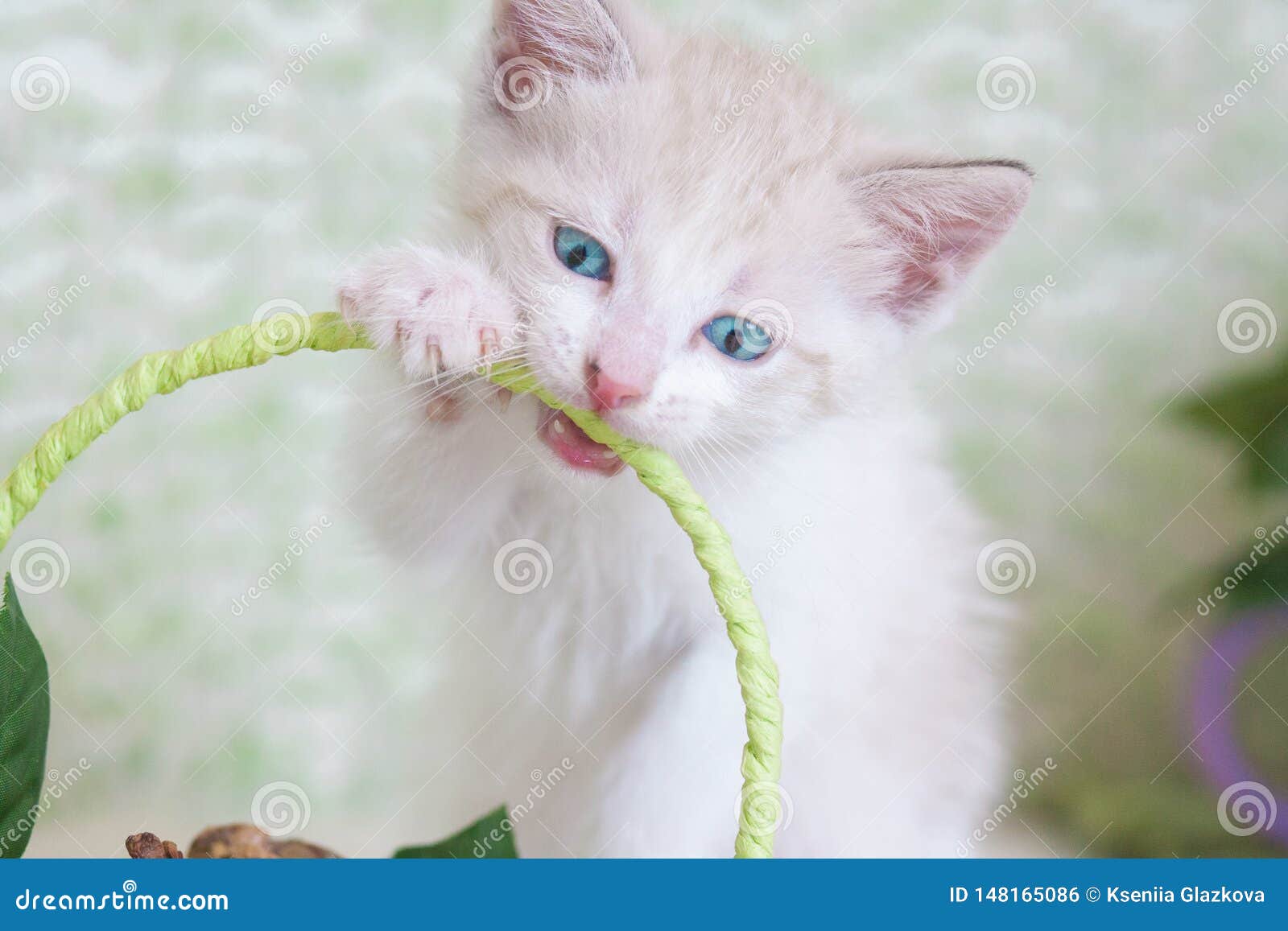 Healthy Teeth Concept. Kitten Nibbles Stock Photo Image of dentistry