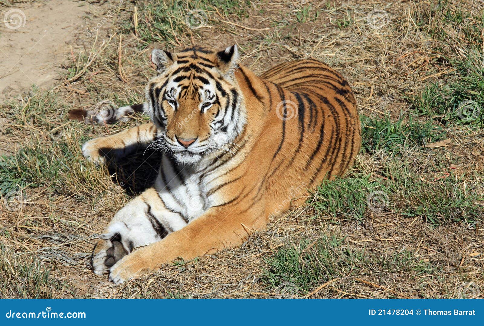 Healthy Wild Tiger stock photo. Image of feline, beautiful 21478204