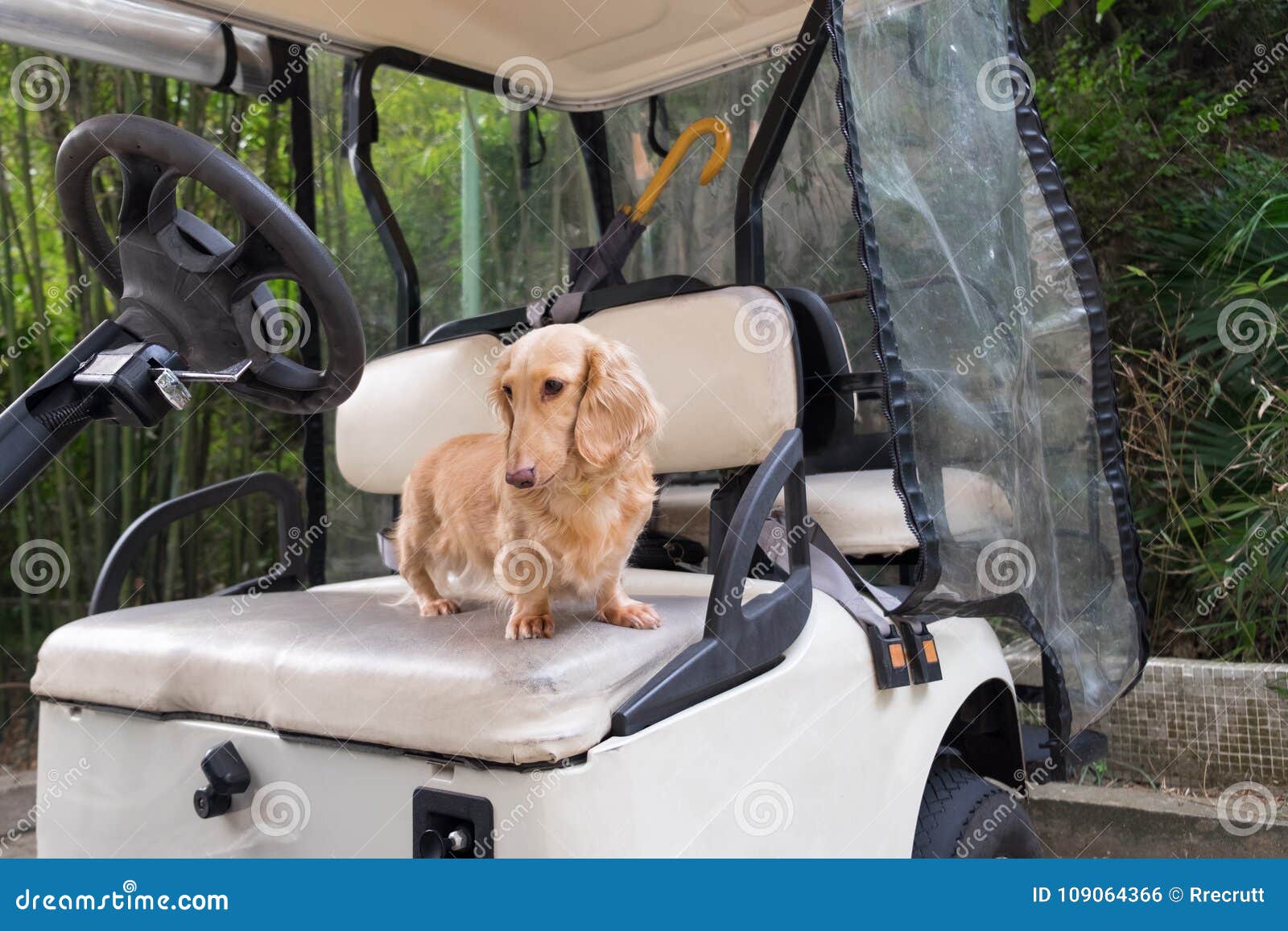 Small Cute Dog Standing on Old Weathered Golf Cart Seat. Stock