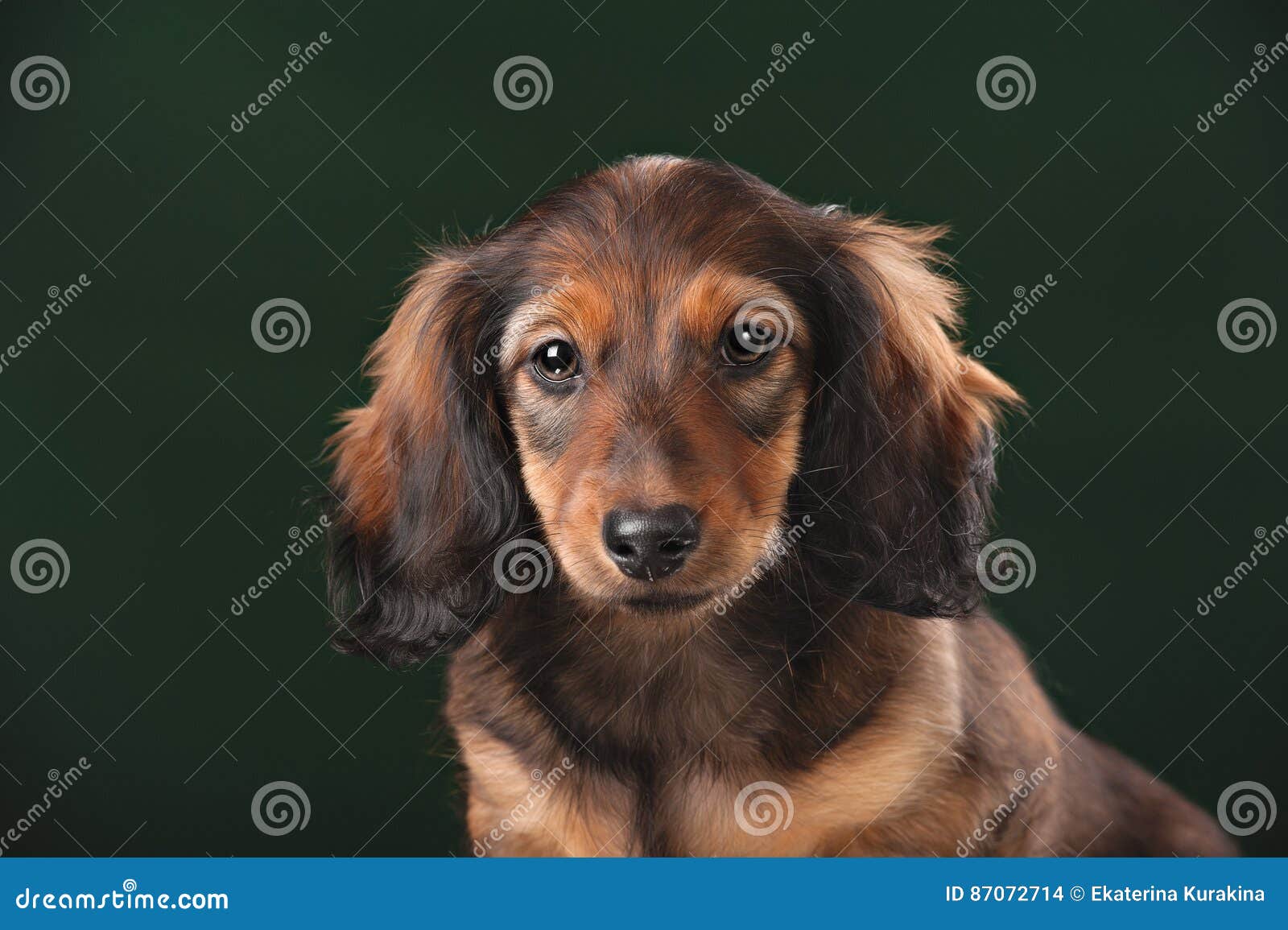 Healthy Young Longhaired Dachshund Dog Puppy Stock Photo