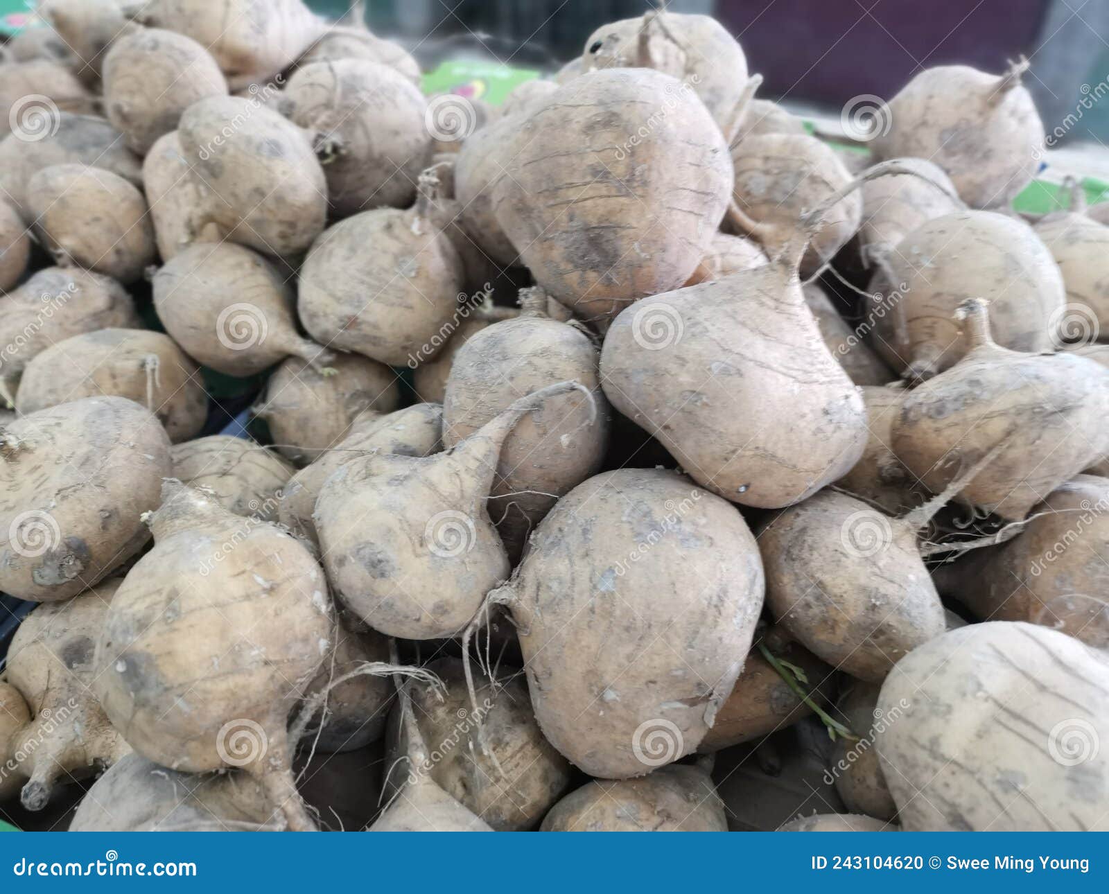 Heap of Brown Jicama Turnip Stock Photo Image of organic, nature