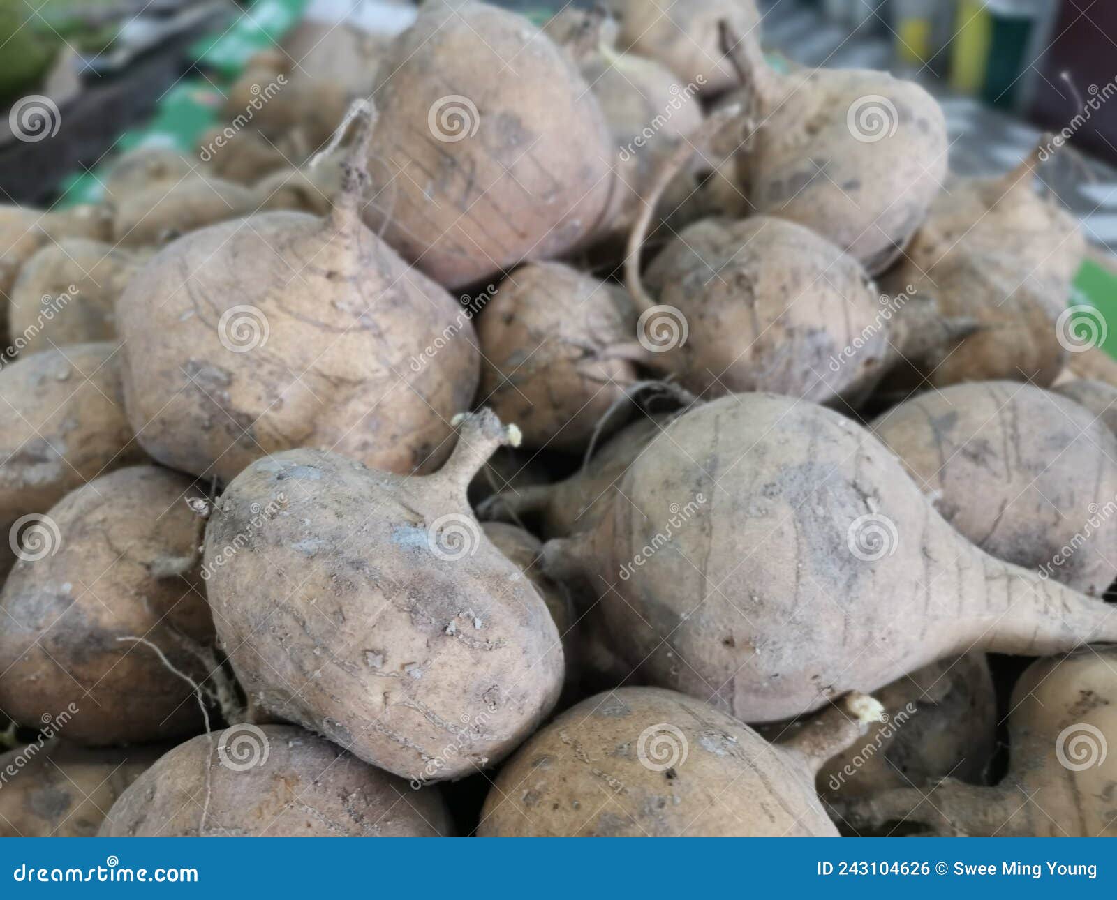 Heap of Brown Jicama Turnip Stock Photo Image of bang, mexian 243104626