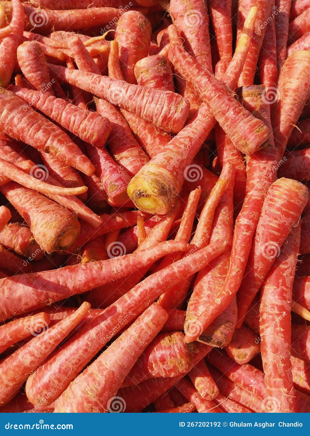 heap of carrot root vegetable food raw fresh red juicy organic carrots gajar carotte closeup zanahoriaimage cenoura stock photo