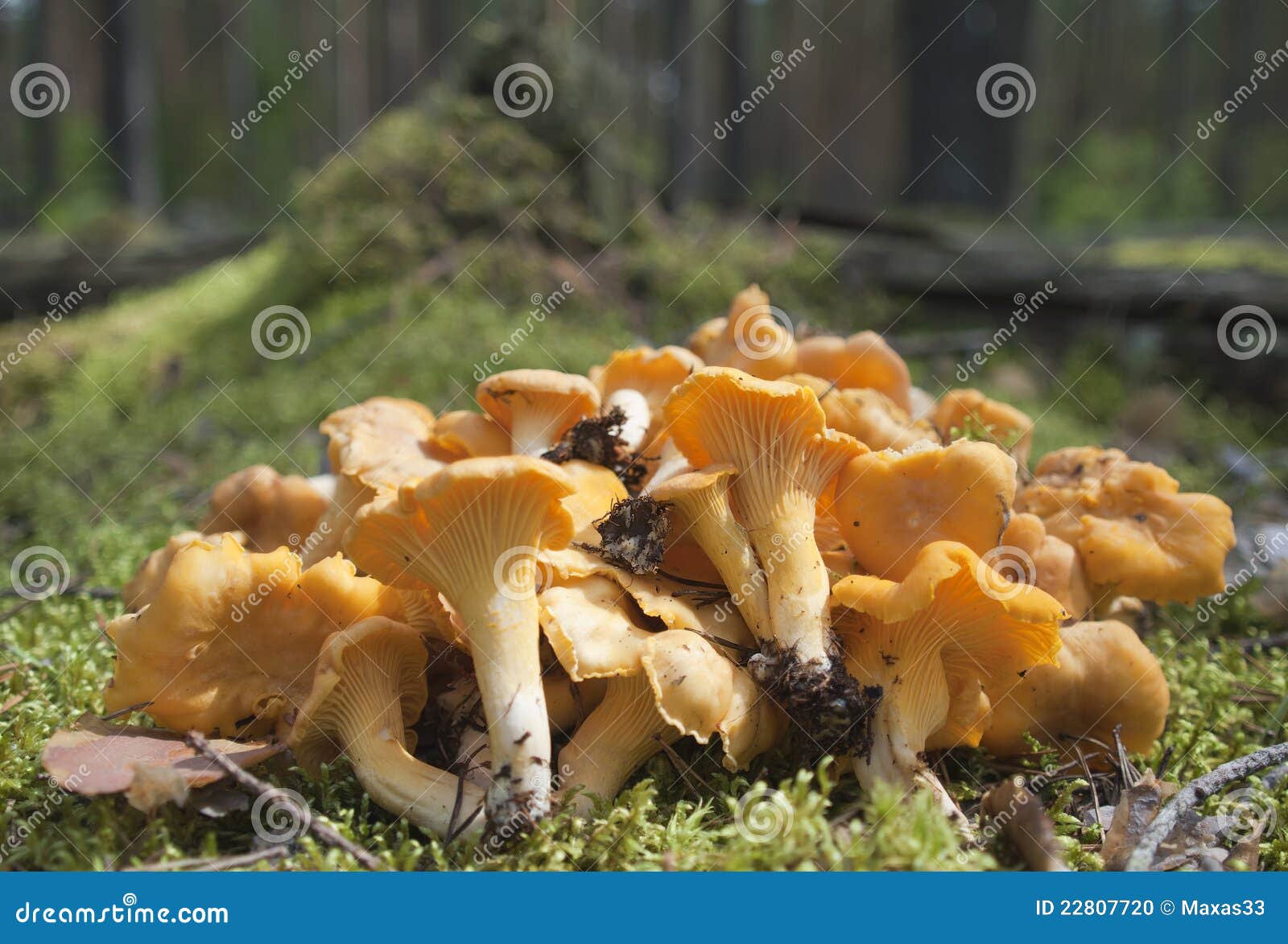 The Heap of Chanterelles on a Moss. Stock Photo Image of healthy