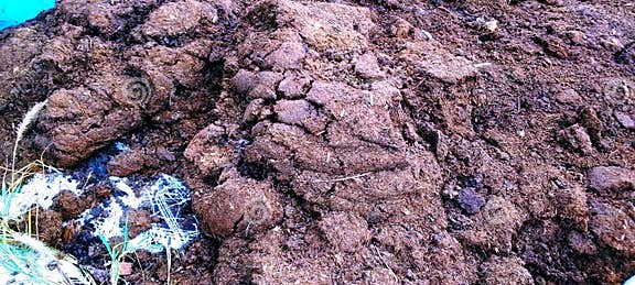 Heap of cow dung stock image. Image of growing, tillage - 298509921