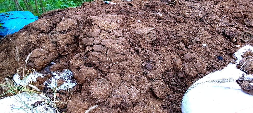 Heap of cow dung stock photo. Image of country, grow - 298509948