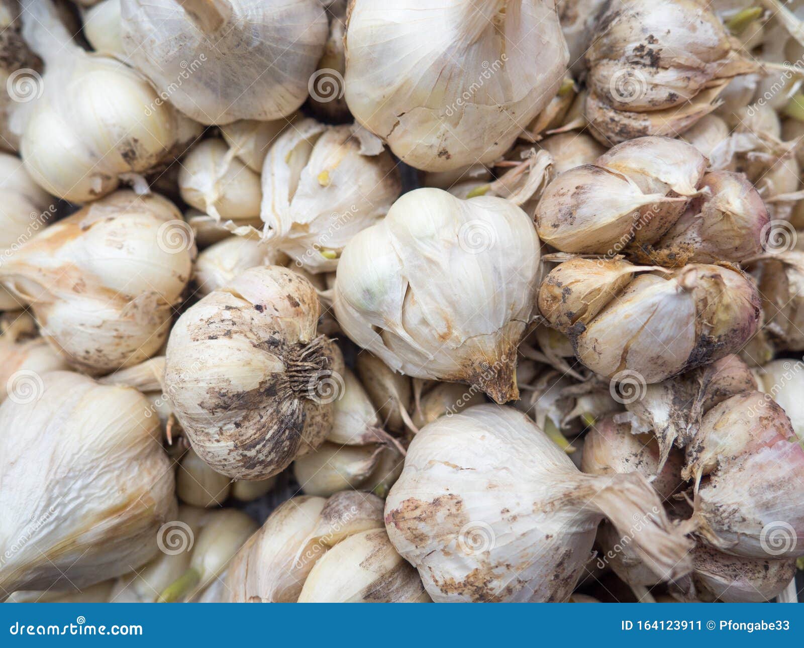 Heap of Drying Garlic Bulbs Stock Image Image of condiment, heap