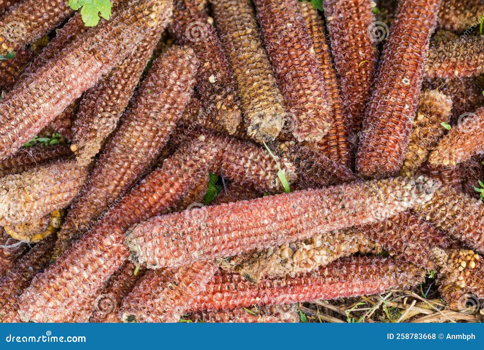 heap of the empty corn cobs after kernels removing