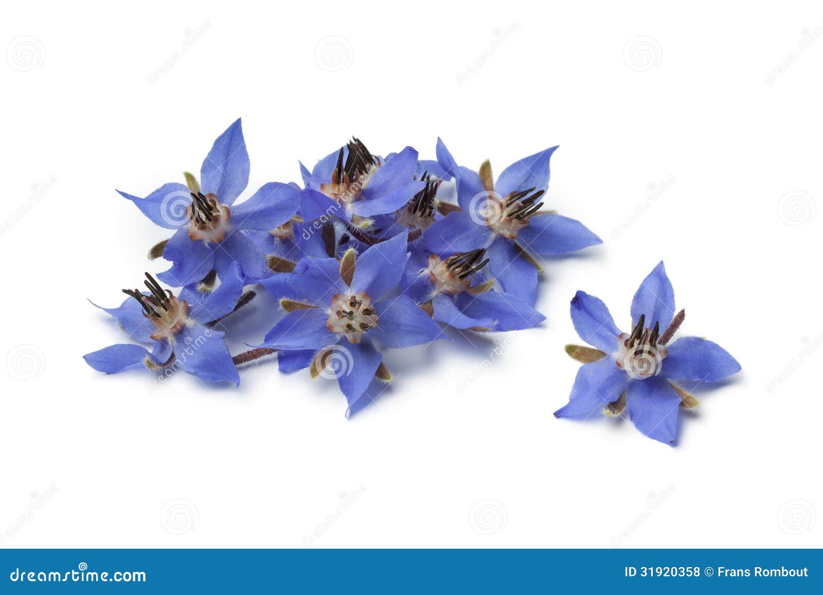 Heap of Fresh Borage Flowers Stock Photo Image of white, edible 31920358