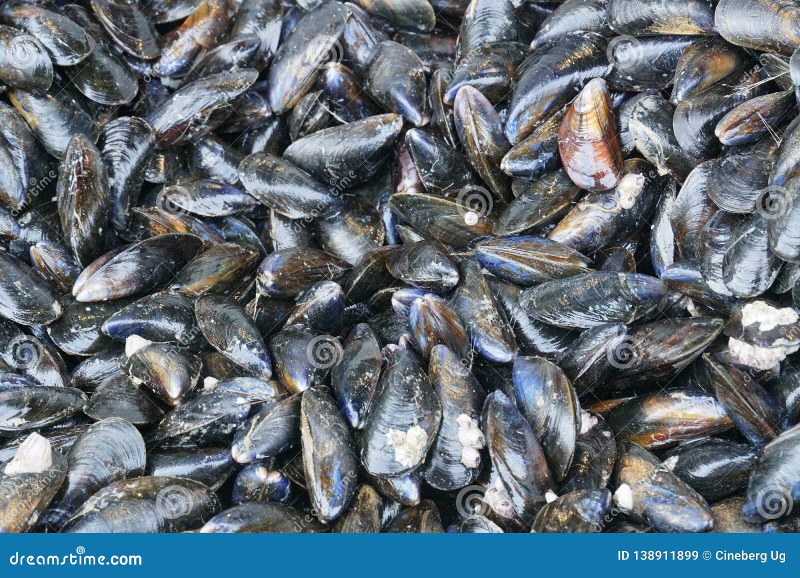 Mediterranean mussels stock image. Image of mediterranean 138911899