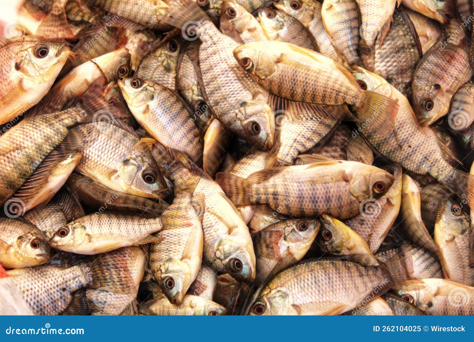 Heap of Fresh Tilapia Fish at the Market Stock Image Image of edible, fish 262104025