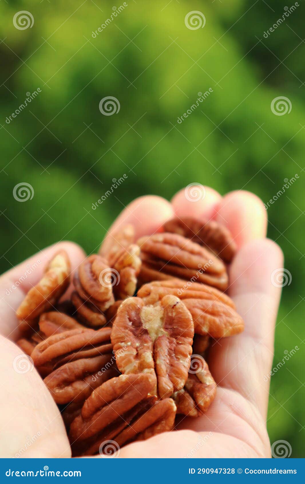 Heap of Pecan Nuts in Hand with Blurry Green Foliage Stock Photo