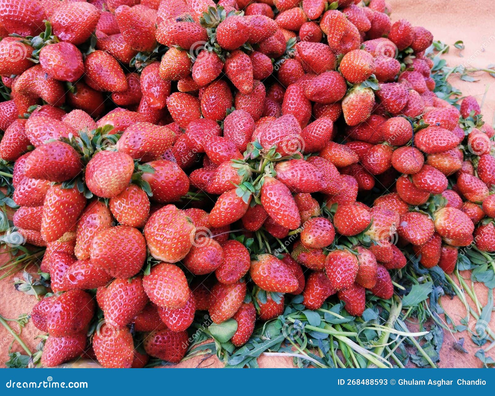 heap of ripe strawberries red strawberry garden-strawberry pile stroberee fruit food fraise fresa morango fragaria photo.