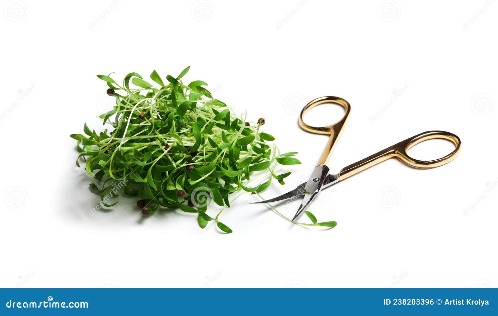A Heap of Sprouted Coriander Seeds Isolated Stock Photo Image of