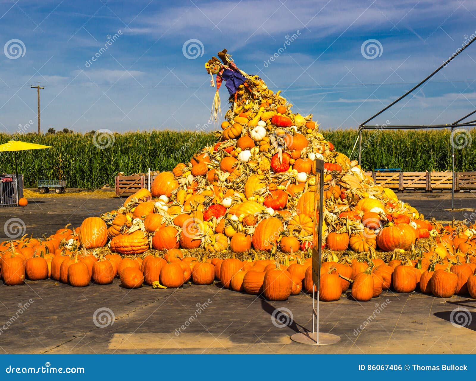 Heaping Pile of Pumpkins at Local Farm Stock Photo Image of farm