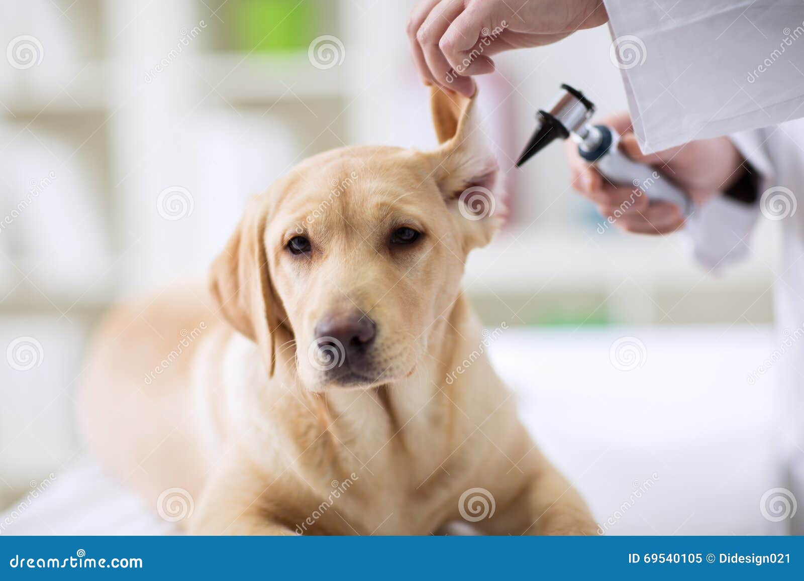 hearing checkup of labrador dog in vet
