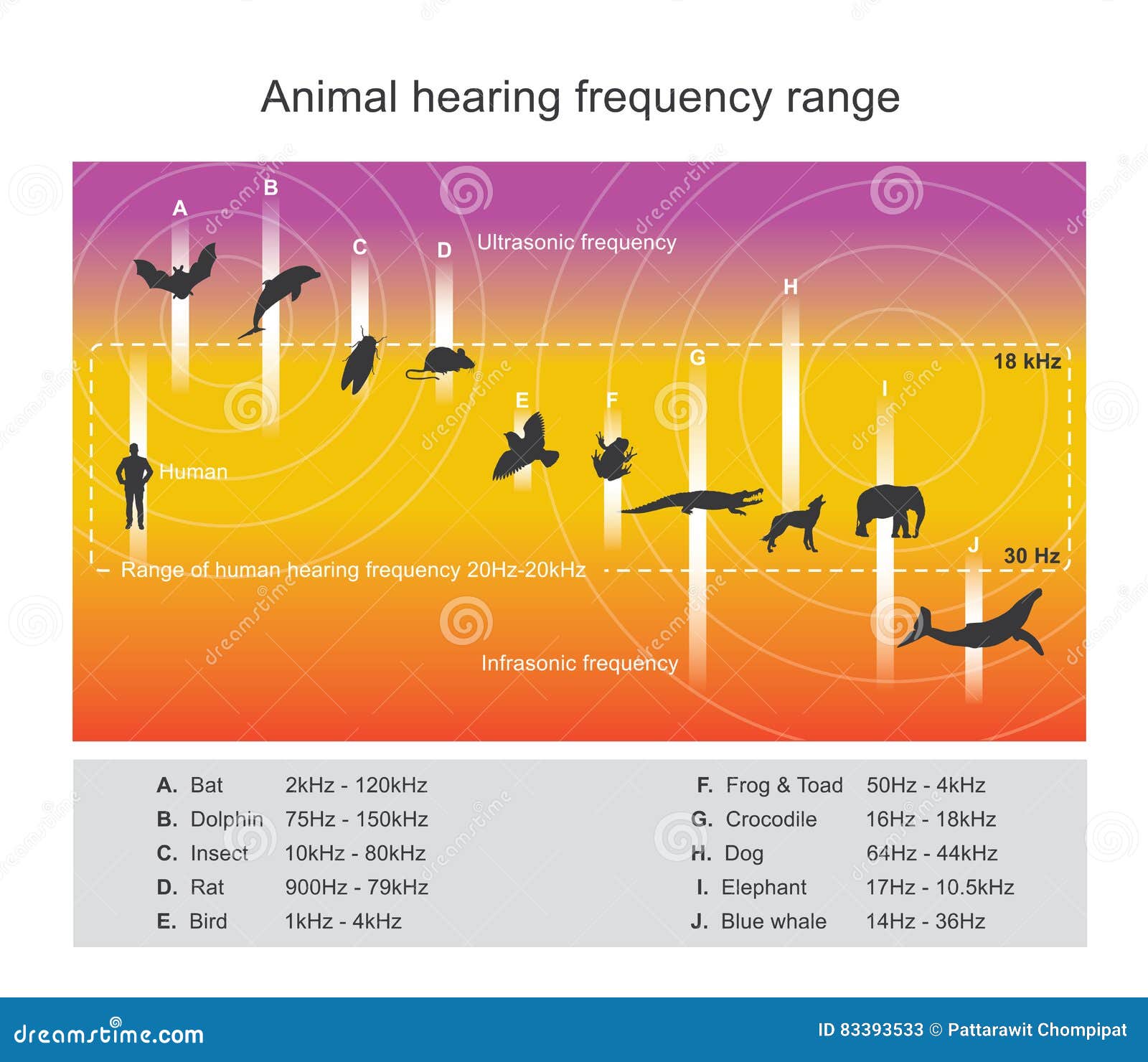 The Human Hearing Frequency Range and Audible Sounds