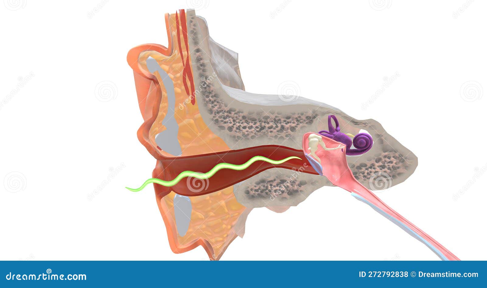 During Hearing, Vibrations Move from the External Environment Towards