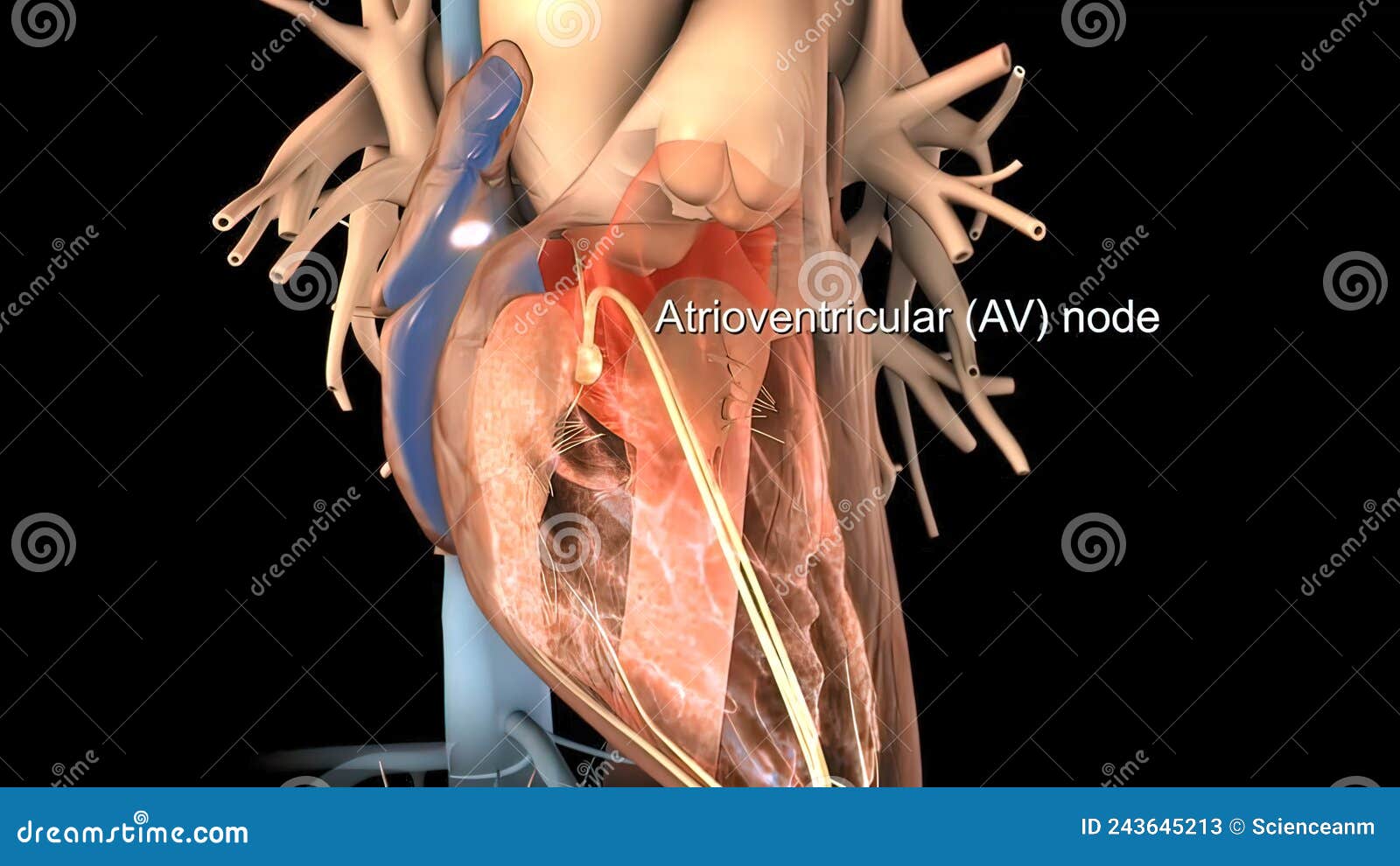 atrioventricular node