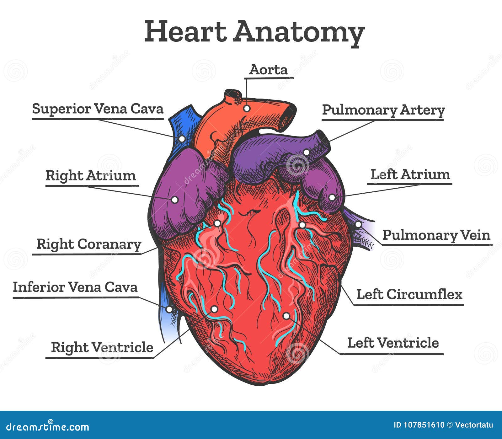 Heart Anatomy Colored Sketch Stock Vector Illustration Of