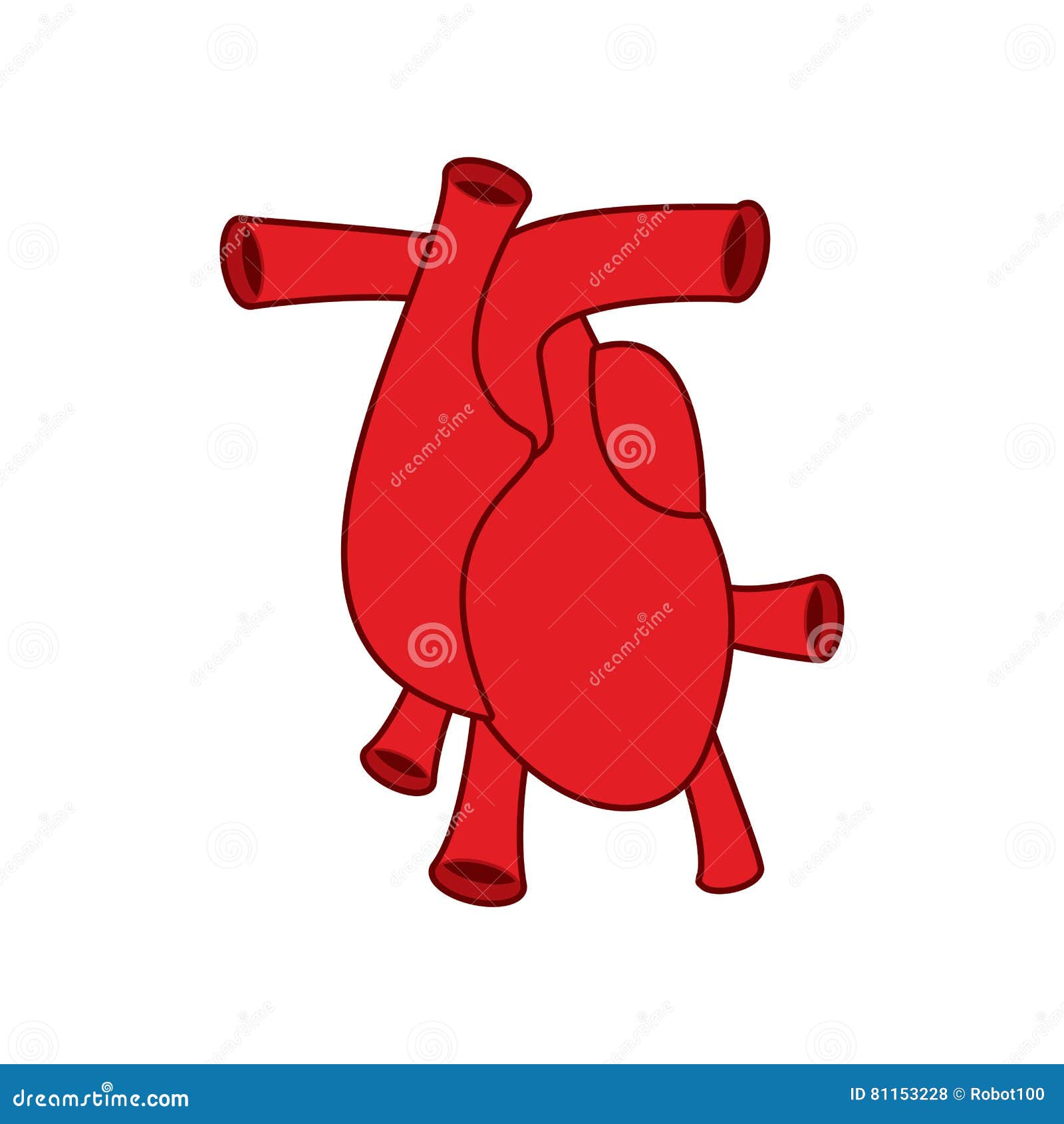 heart anatomy icon atria and ventricles. veins and arteries.