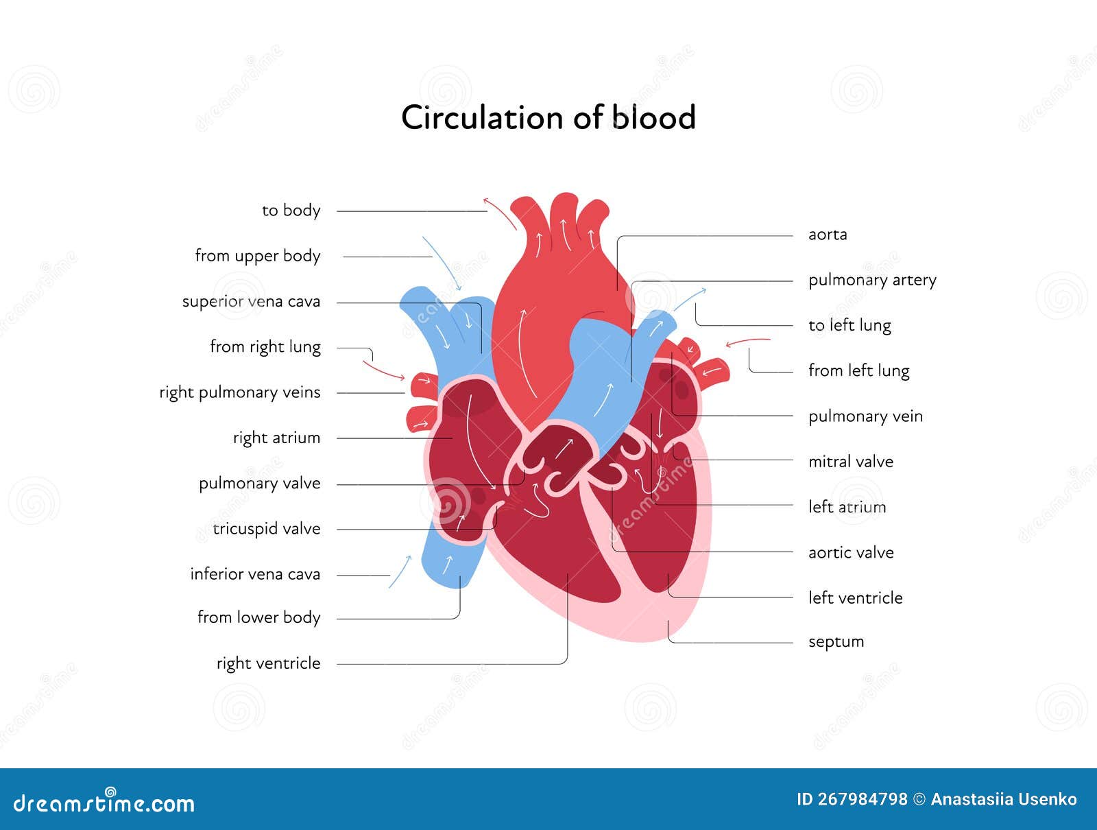 Heart Anatomy Infographic Chart. Vector Color Flat Modern Illustration ...
