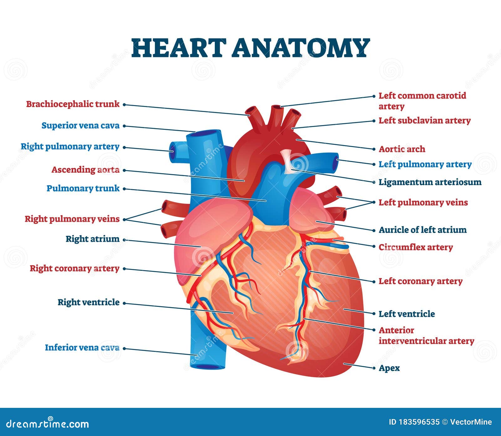 heart anatomy  . labeled organ structure educational scheme