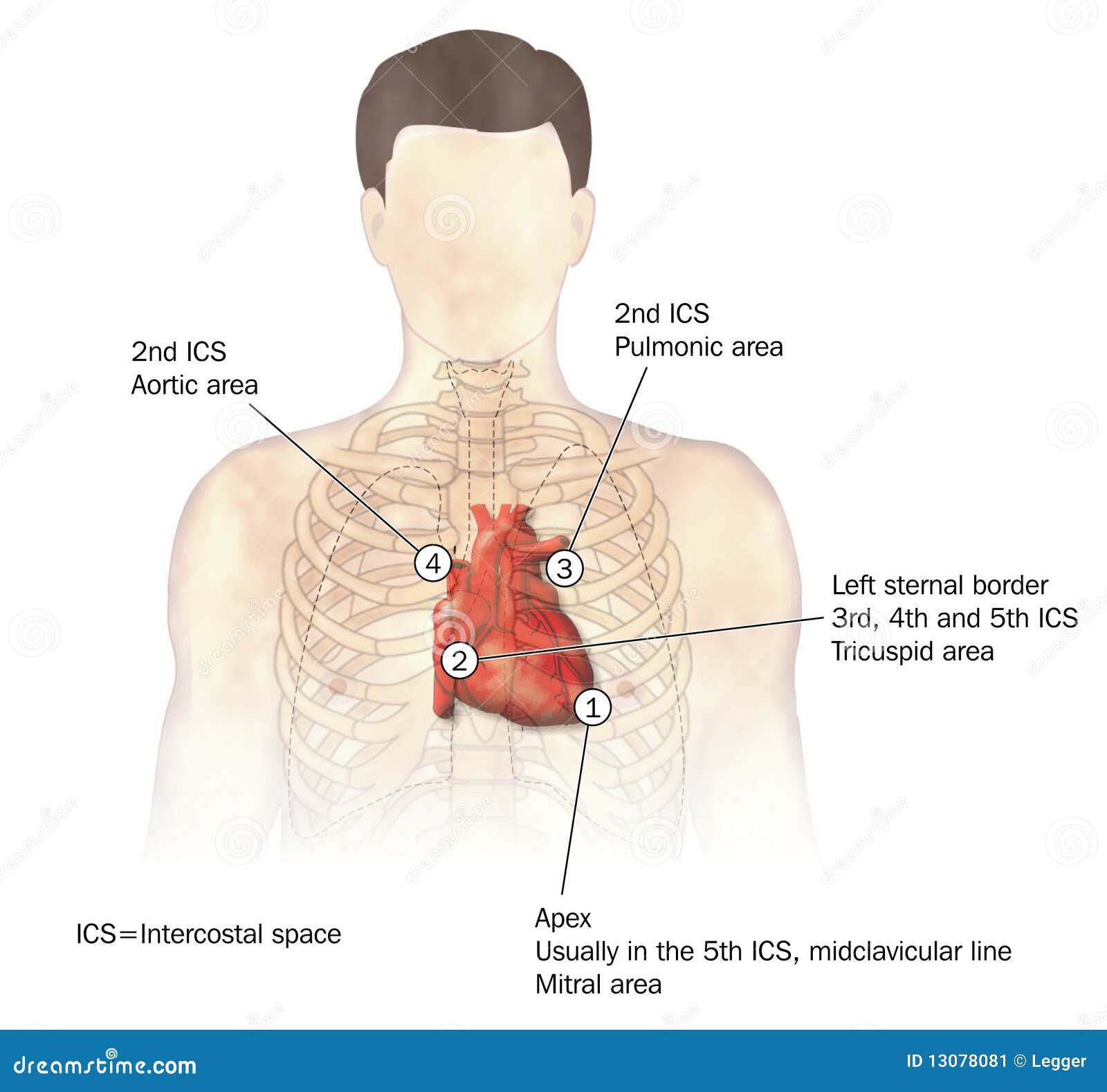 heart auscultation