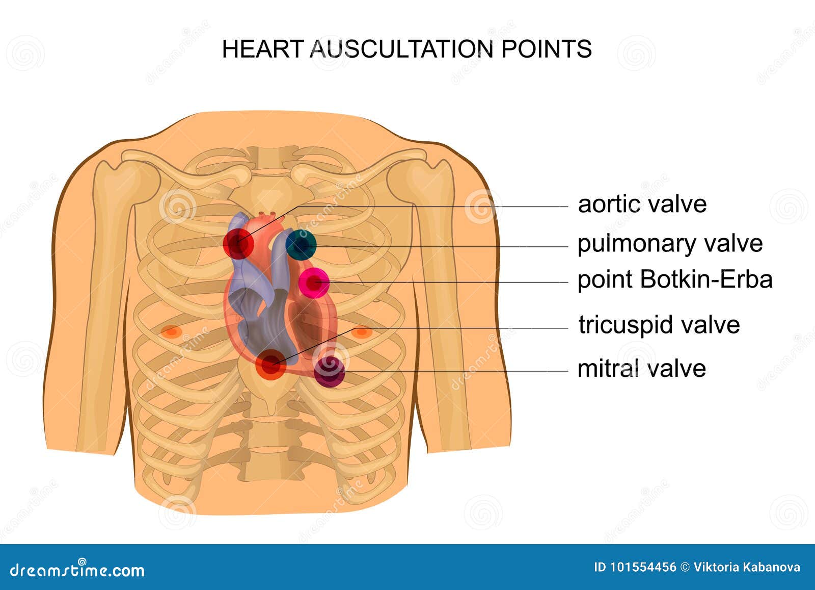 heart auscultation points