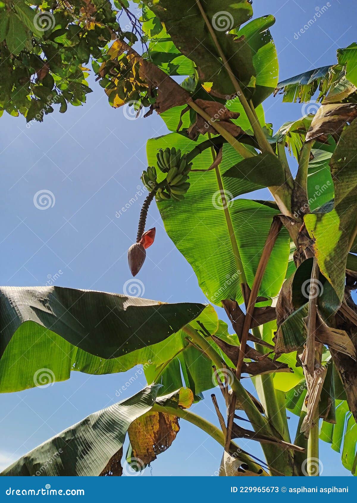Heart of banana tree stock image. Image of heart, fruit 229965673