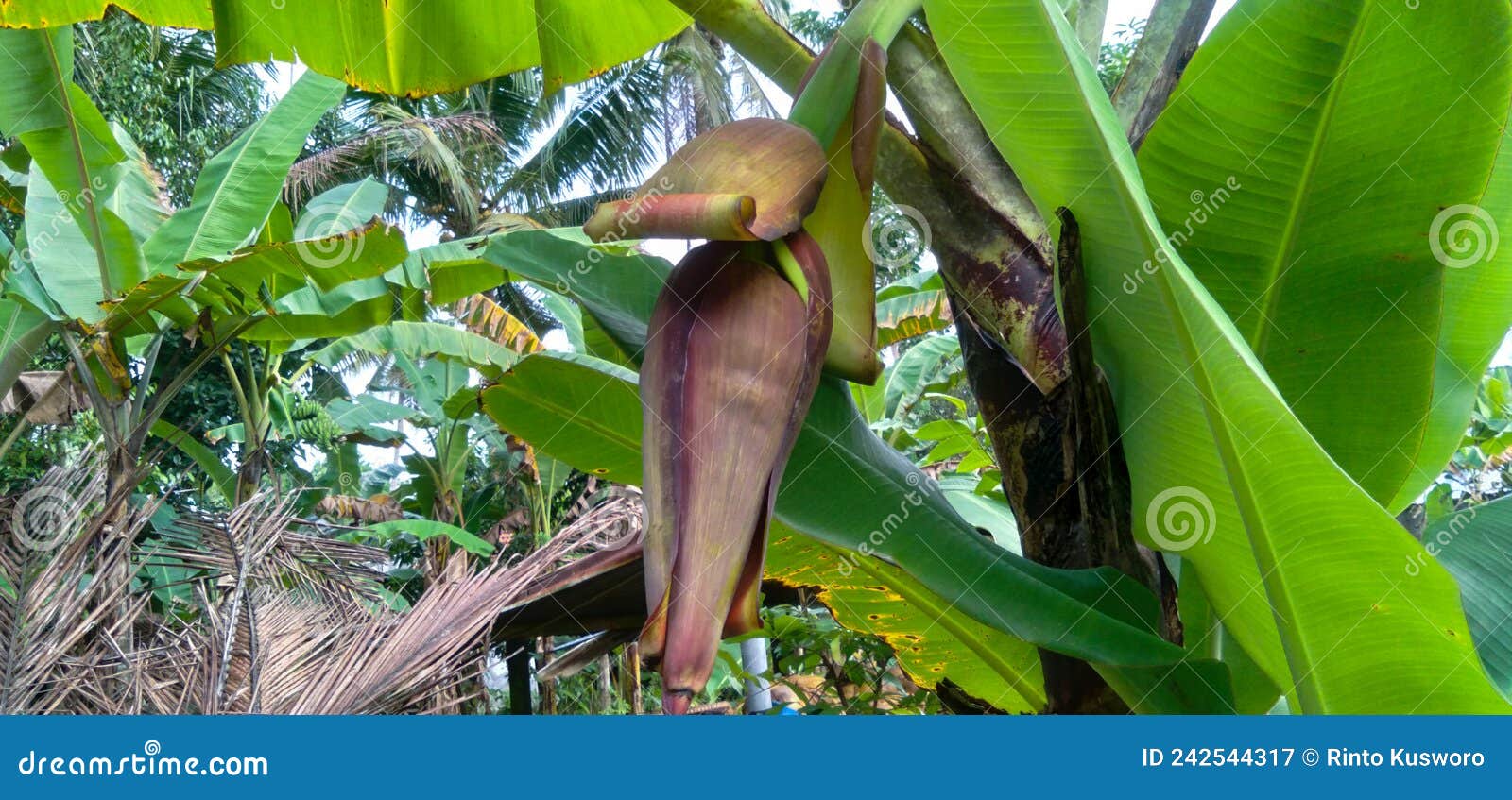 Heart of banana tree stock image. Image of fruits, fresh 242544317
