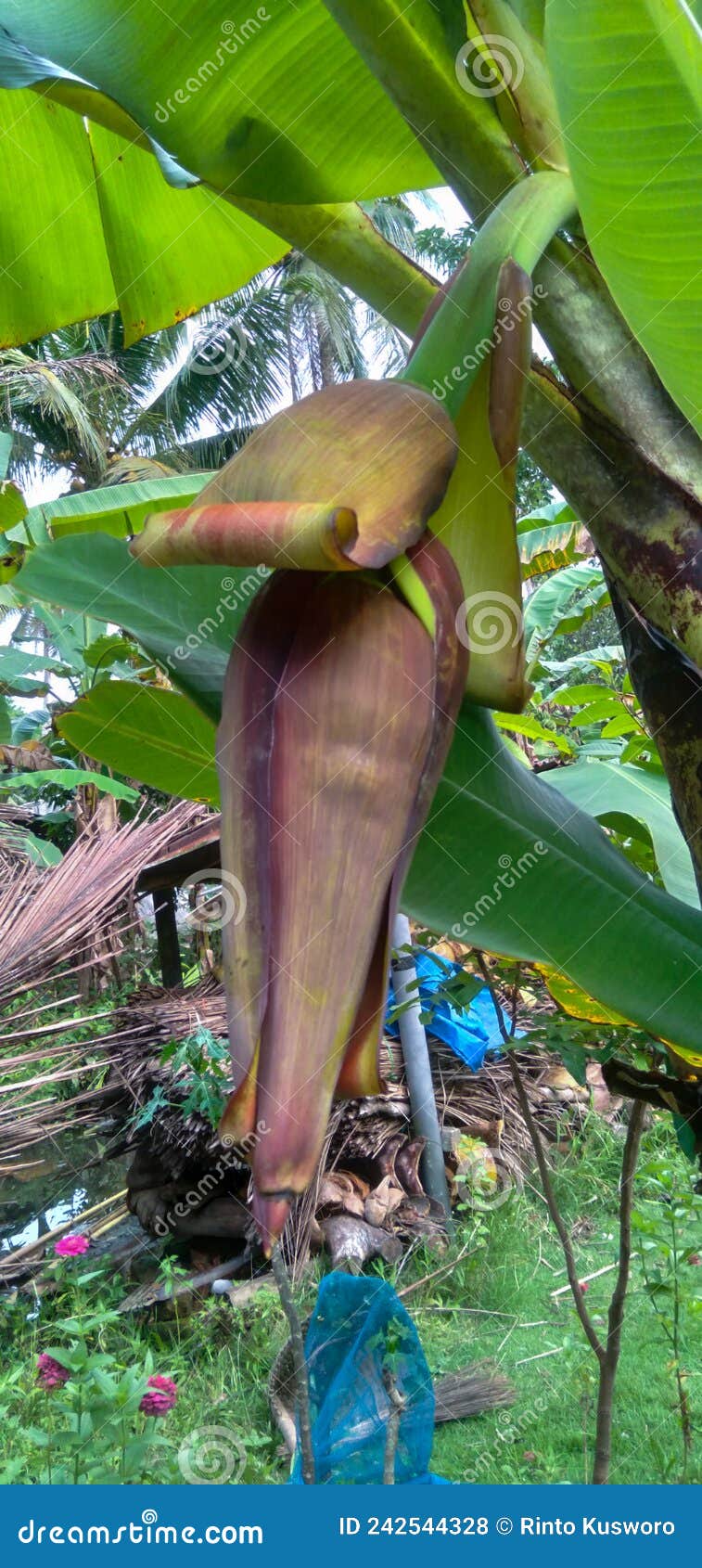 Heart of banana tree stock photo. Image of green, indonesia 242544328