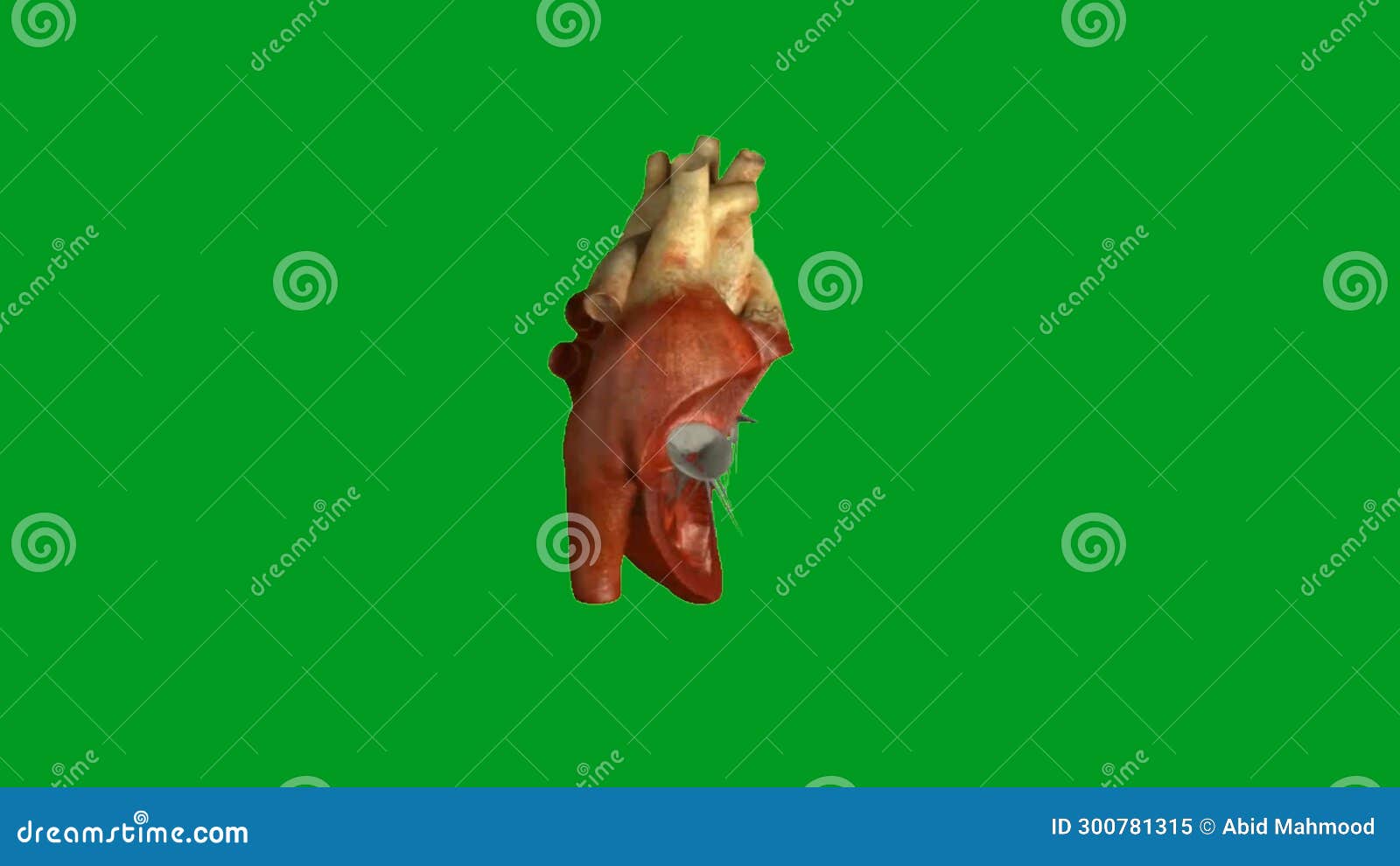 Heart Beating High Quality Animated Green Screen Video Background Stock