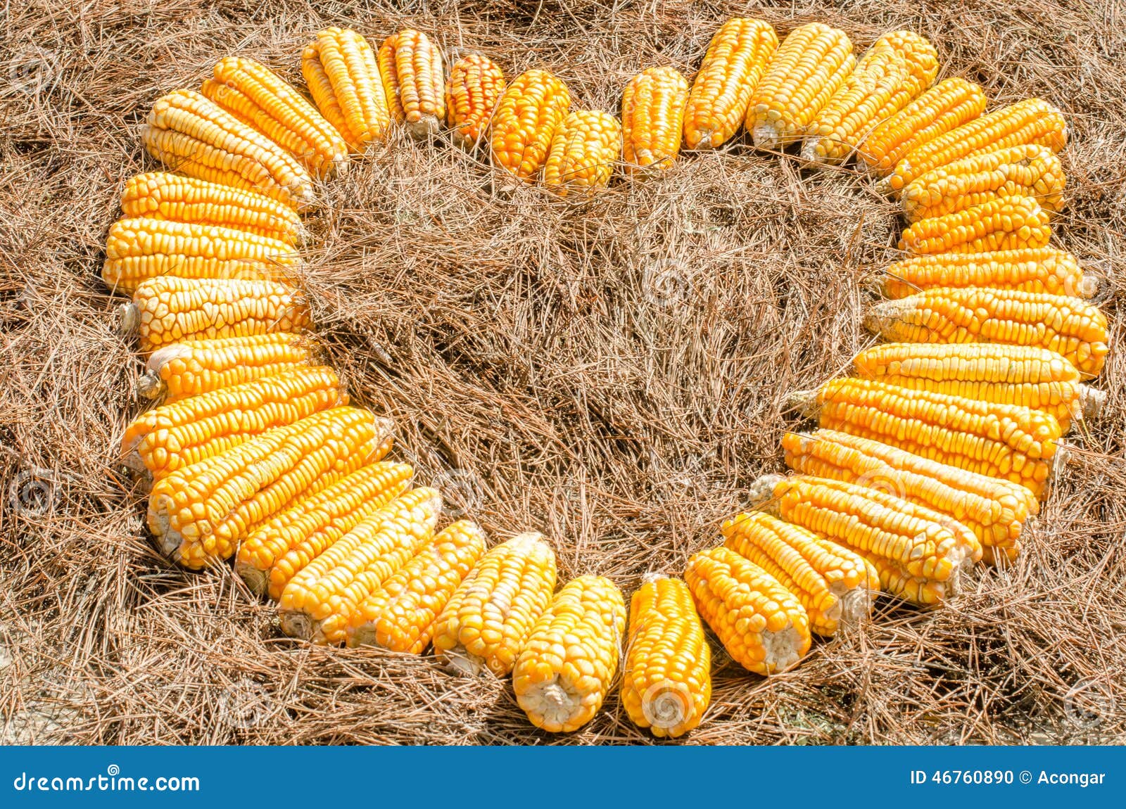 heart of corn
