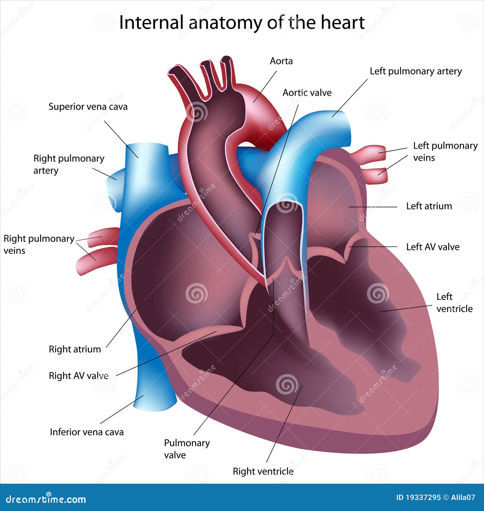 Heart Cut Royalty Free Stock Photo - Image: 19337295