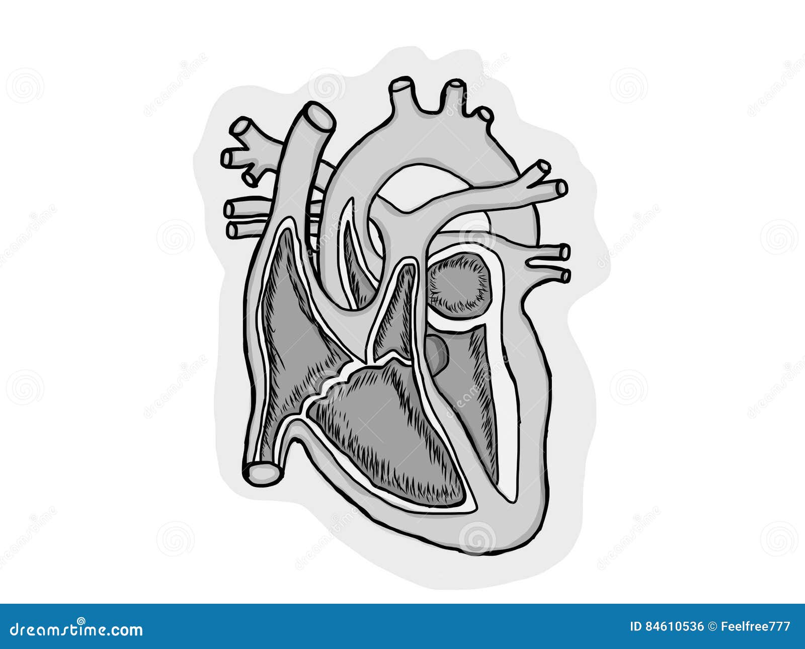 heart in cut human anatomy scheme
