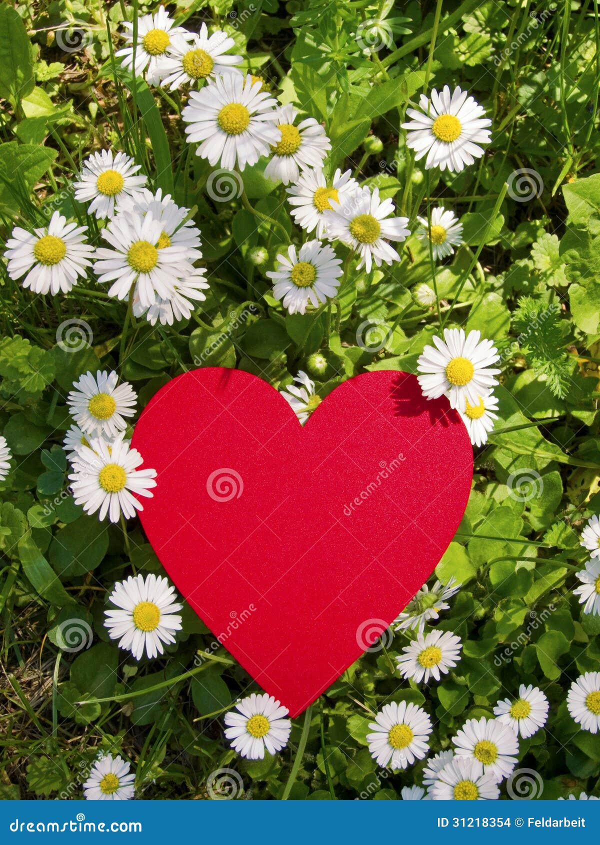 Heart and daisies stock photo. Image of anniversary, copy 31218354