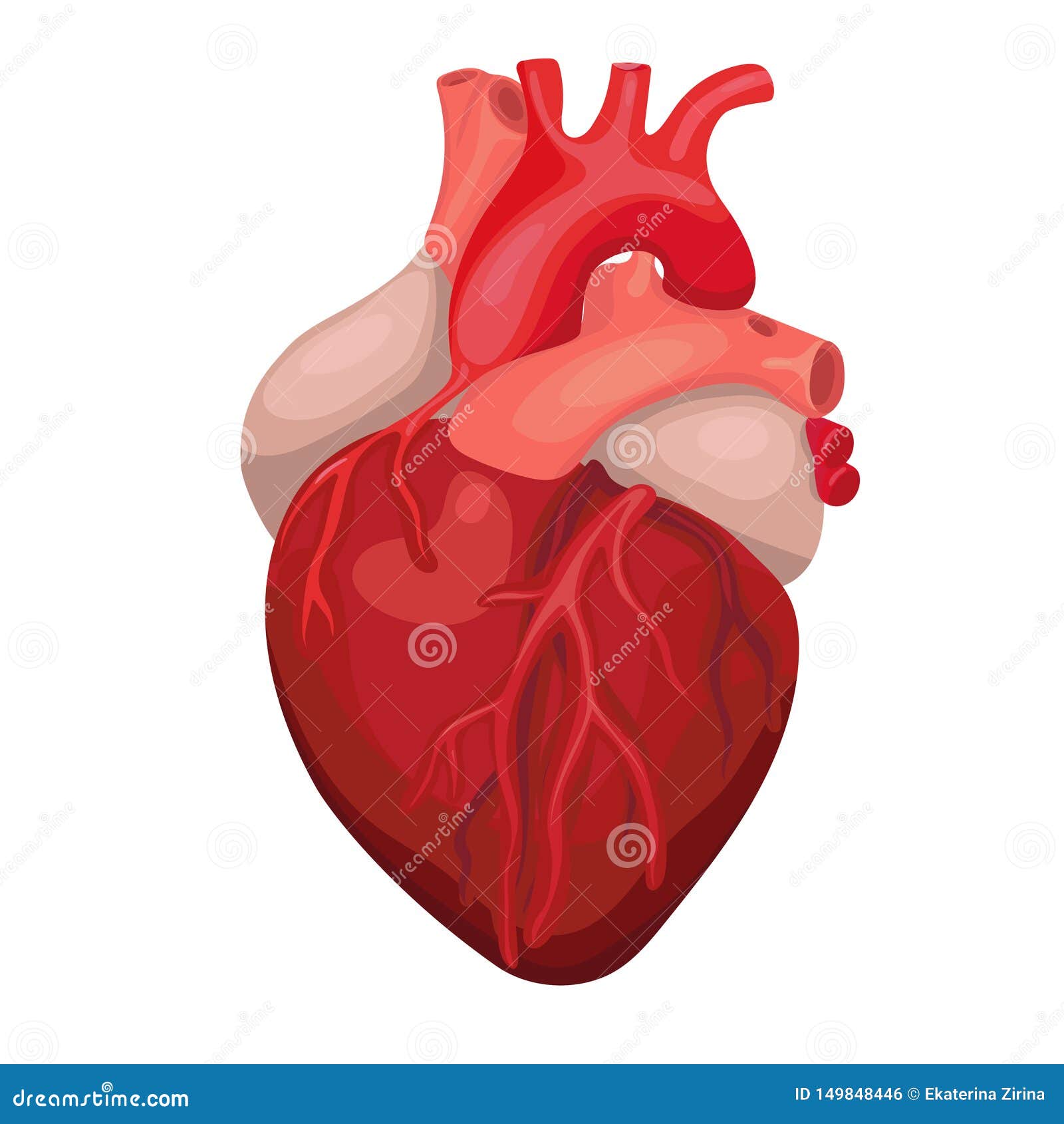 Anatomical Heart Isolated. Heart Diagnostic Center Sign. Human Heart Cartoon  Design. Vector Image Stock Illustration - Illustration of medicine, health:  149848446