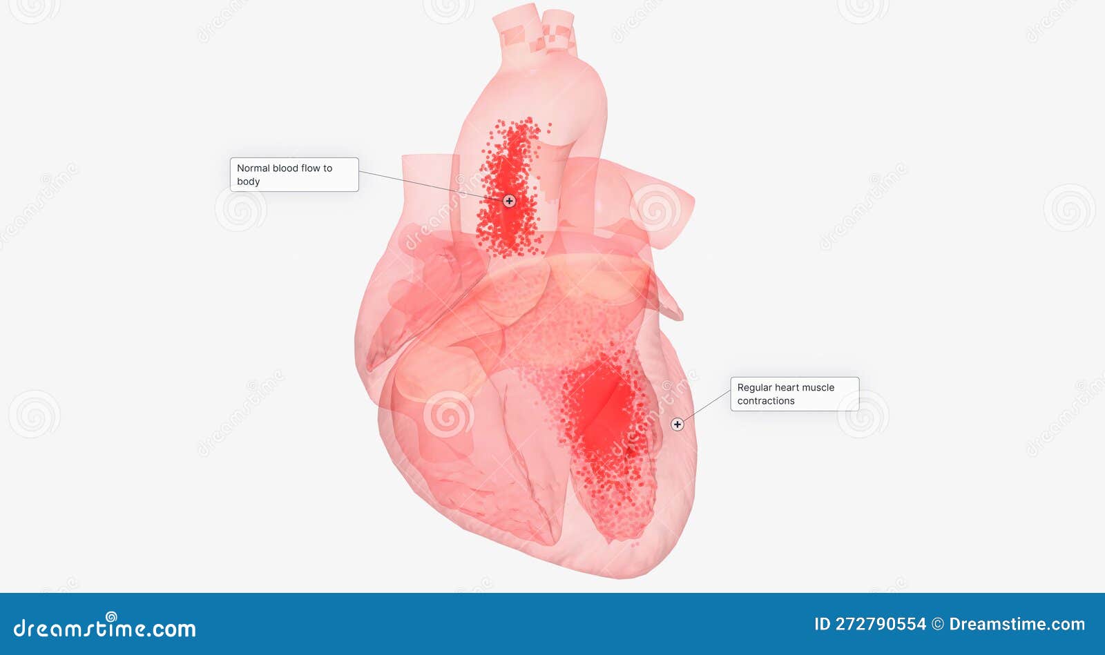 The Heart with Digitalis Preparations Stock Illustration Illustration