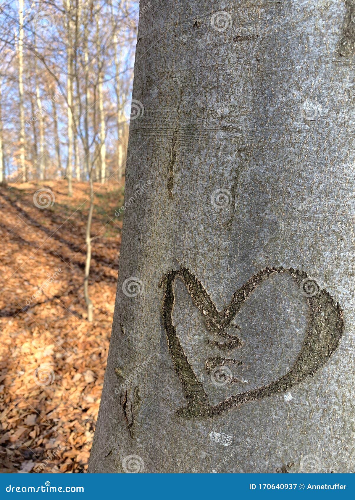 Heart engraved on a tree stock image. Image of heart 170640937